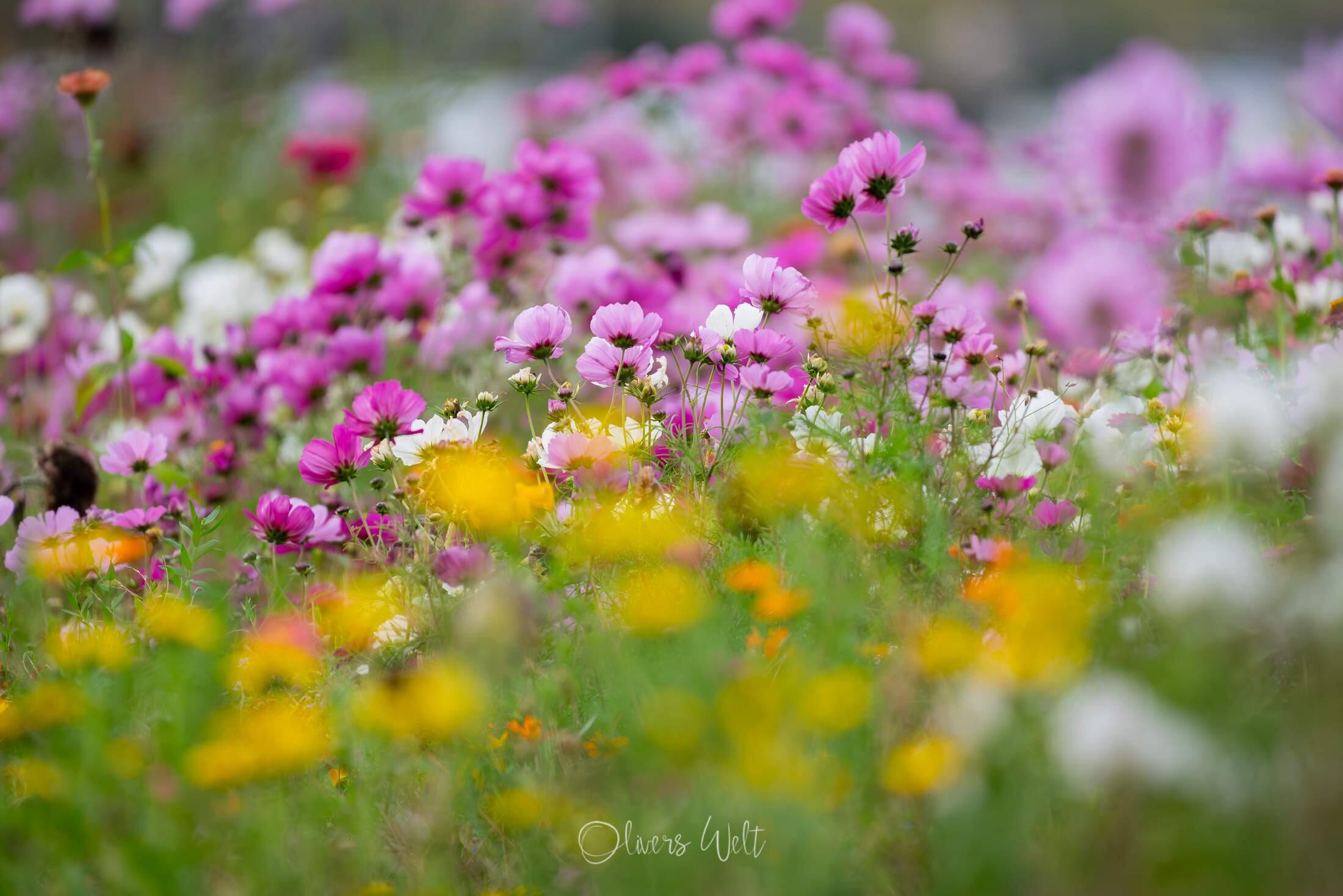 Bild ohne Beschreibung