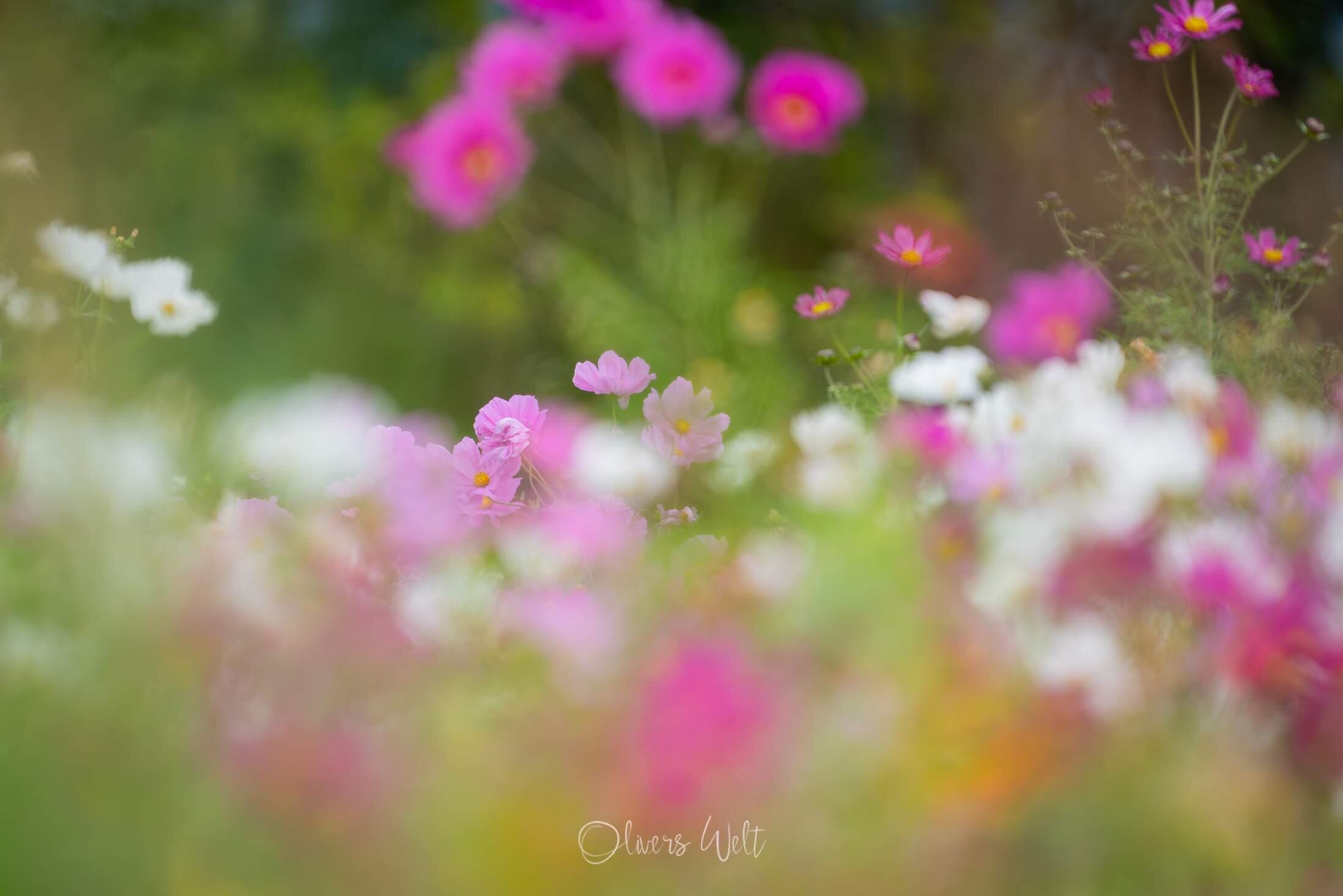 Bild ohne Beschreibung