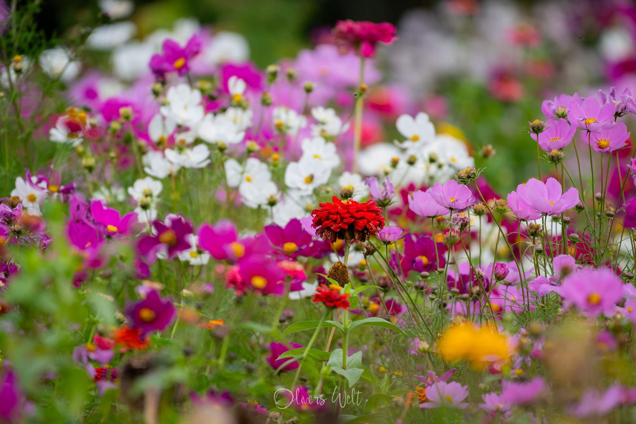 Bild ohne Beschreibung