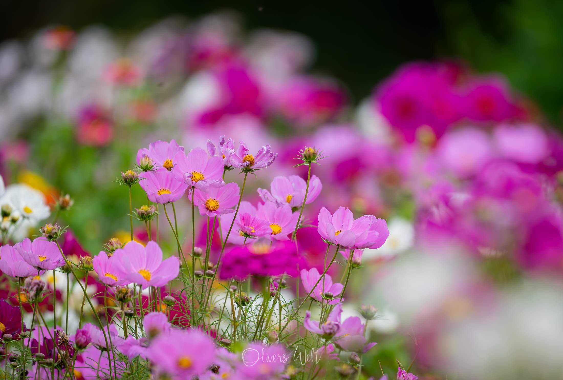 Bild ohne Beschreibung