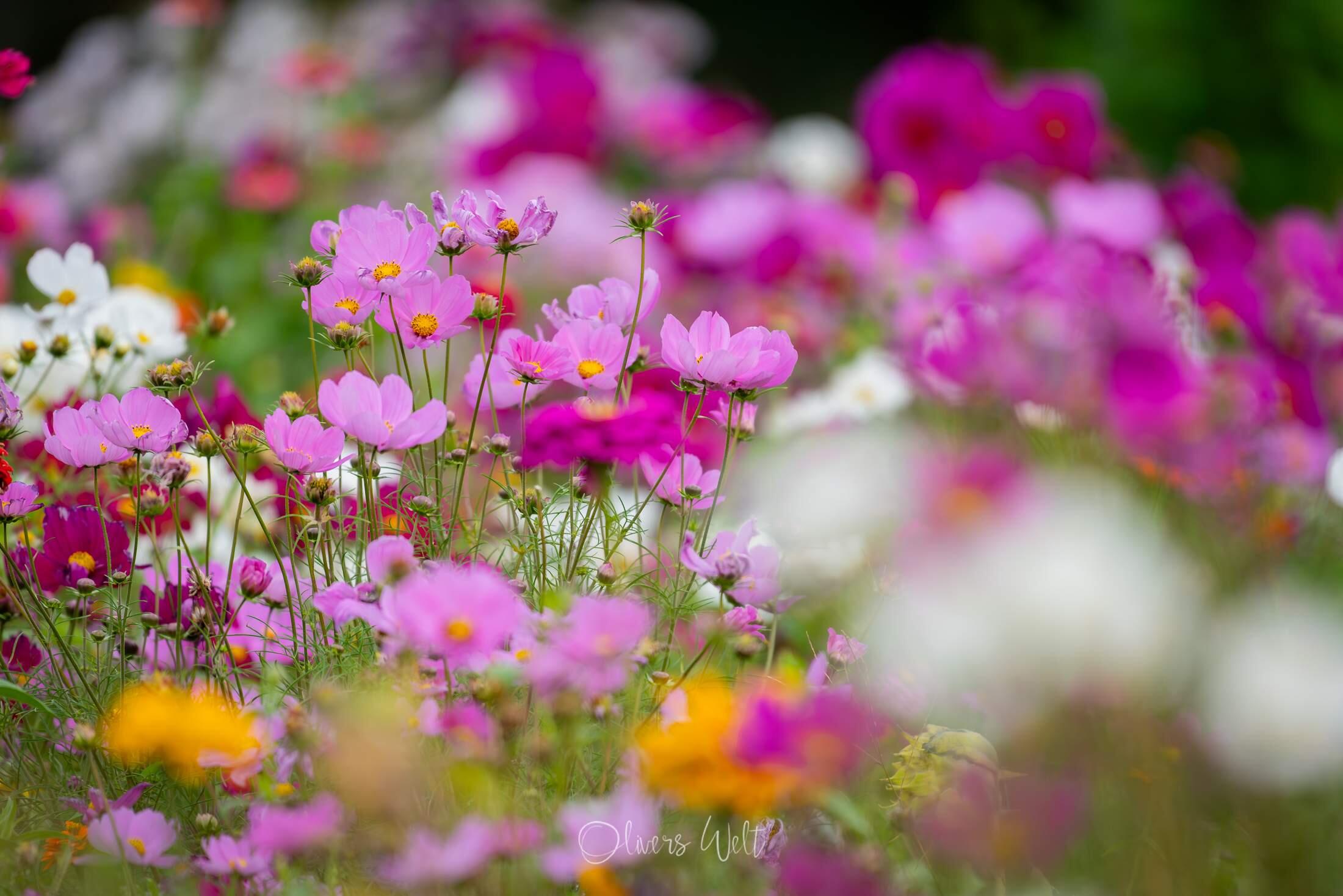 Bild ohne Beschreibung