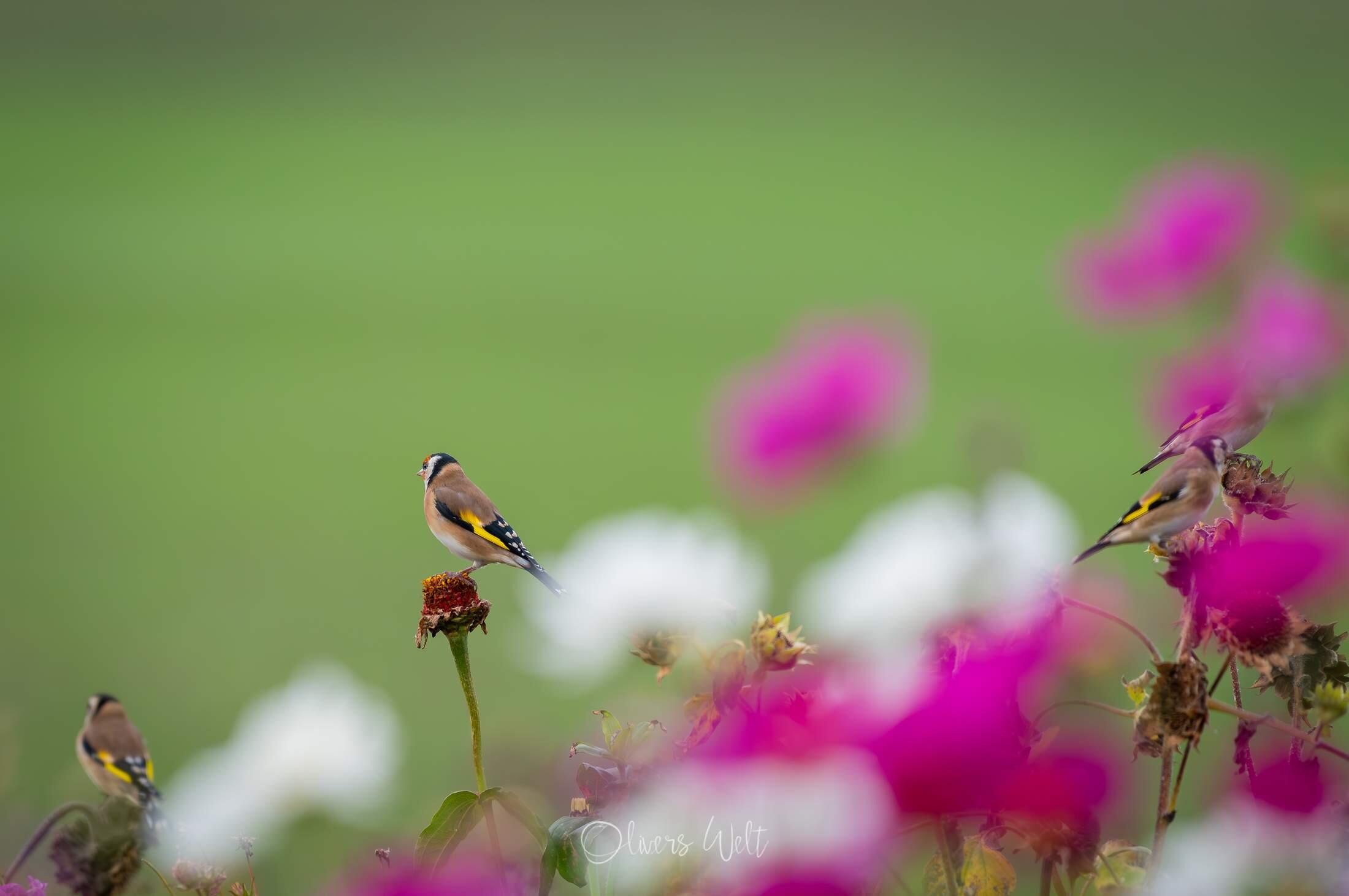 Bild ohne Beschreibung