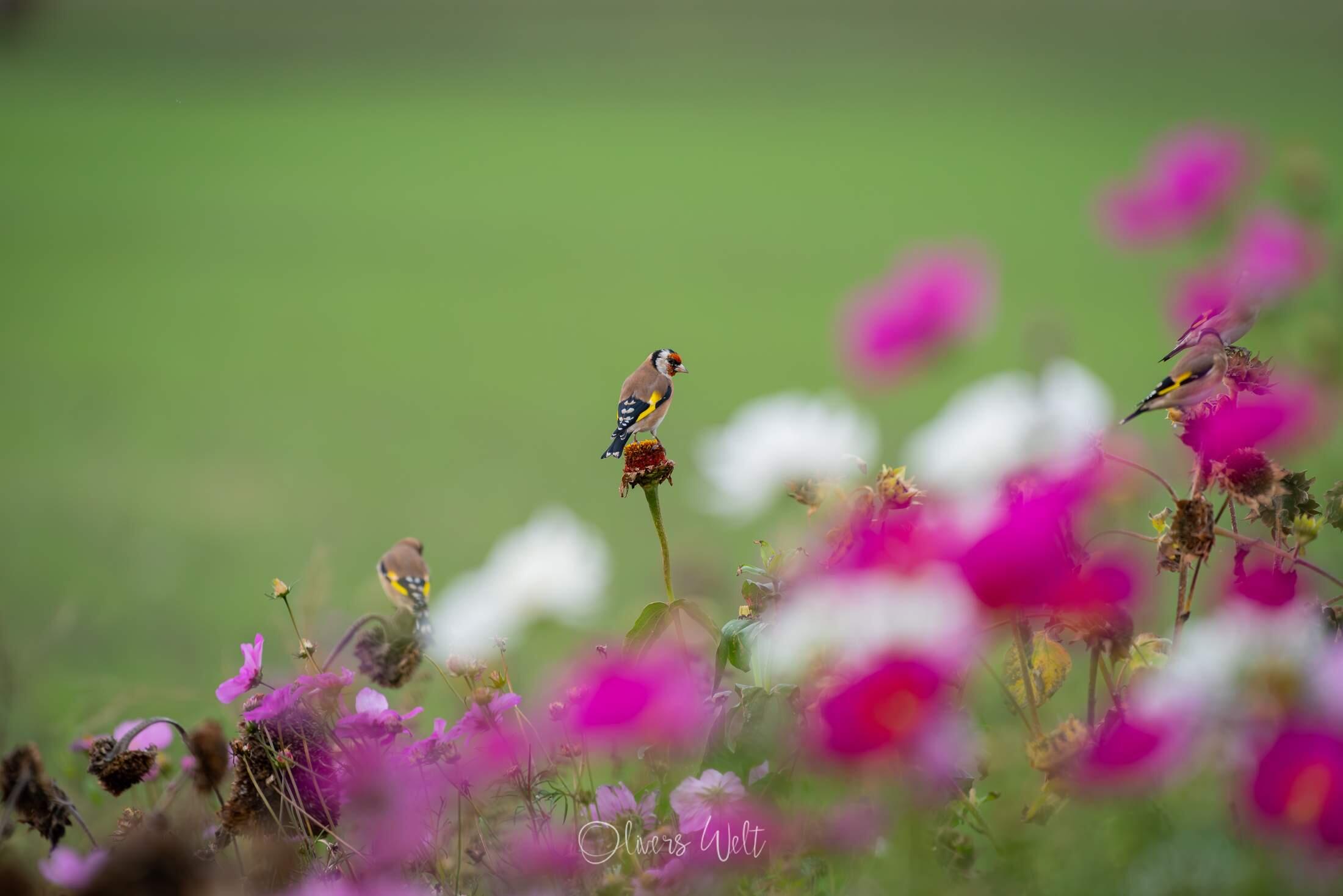 Bild ohne Beschreibung