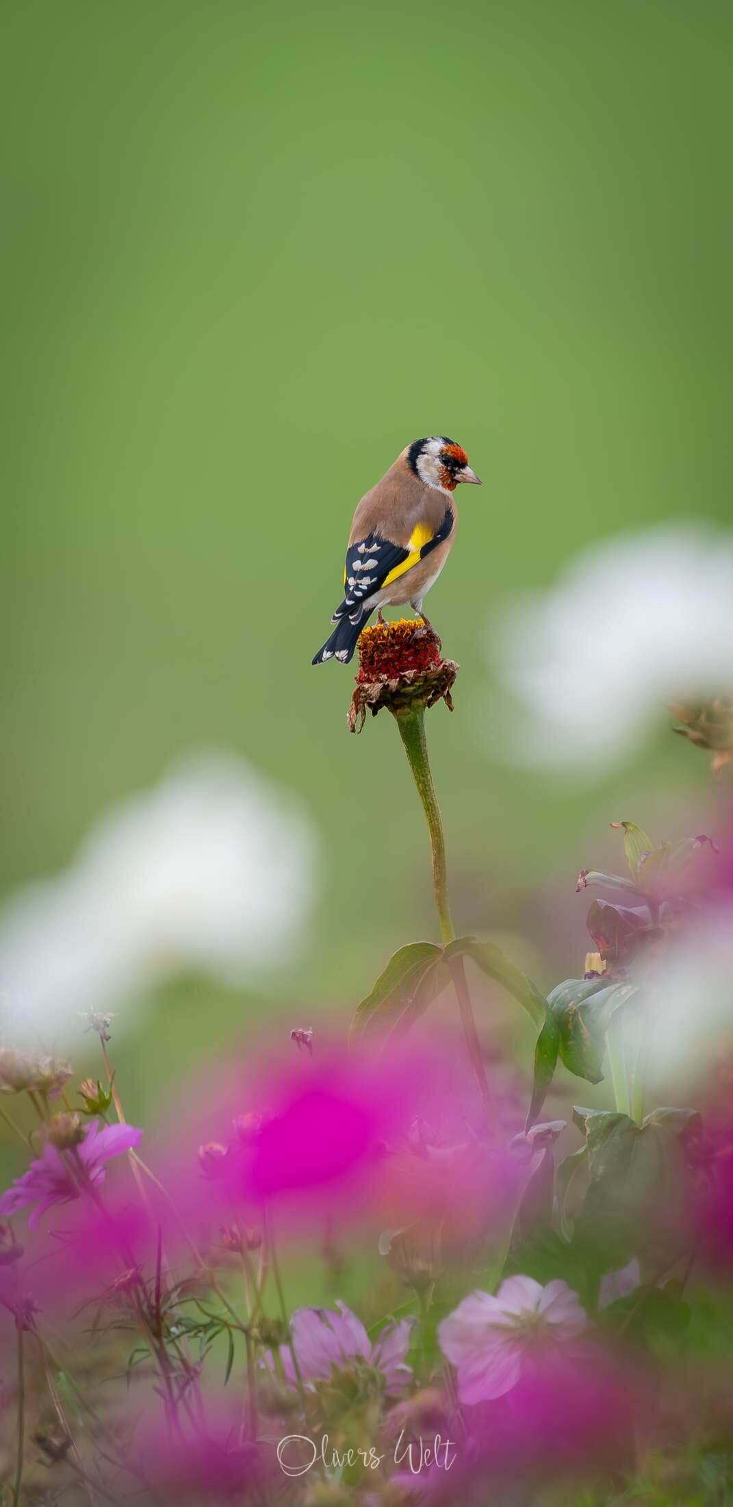 Bild ohne Beschreibung