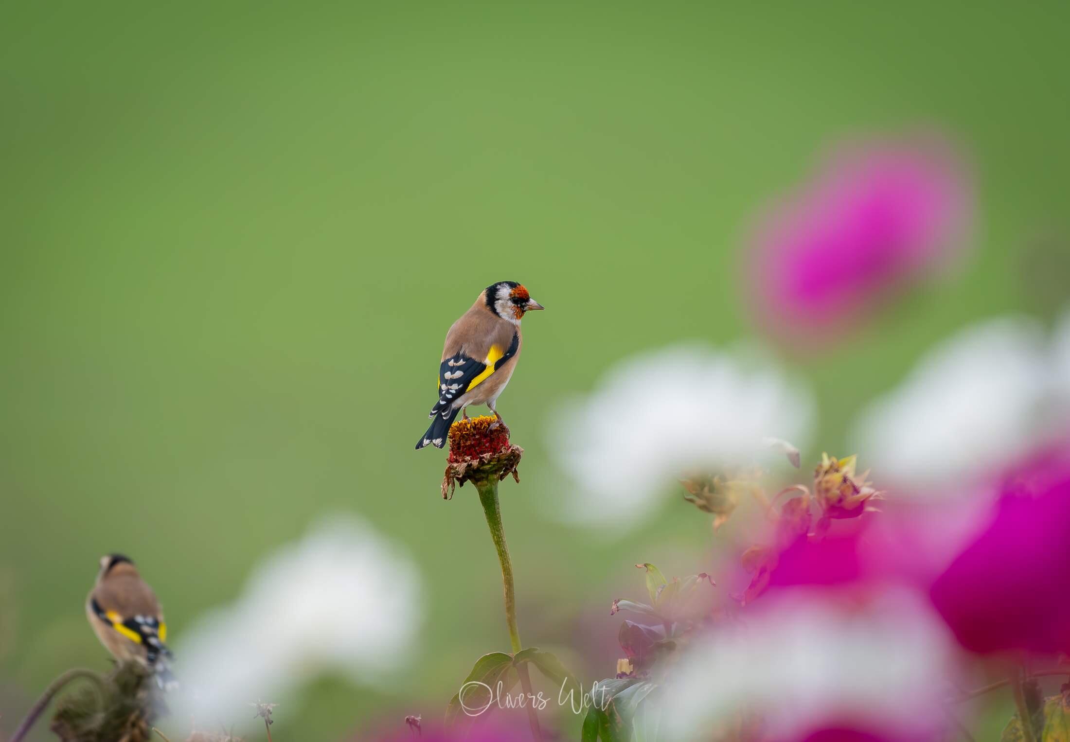 Bild ohne Beschreibung