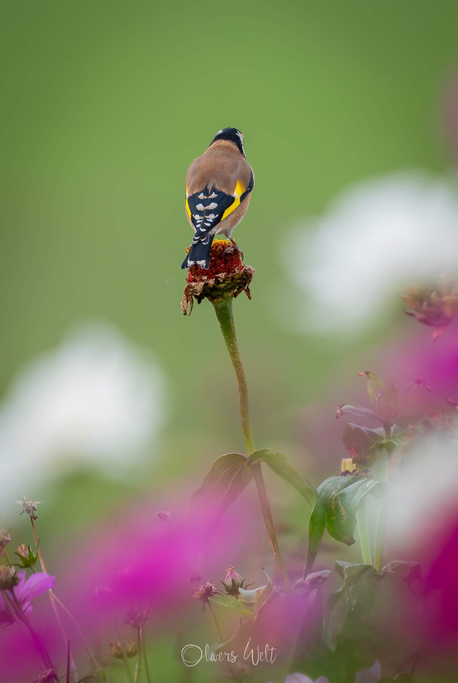 Bild ohne Beschreibung