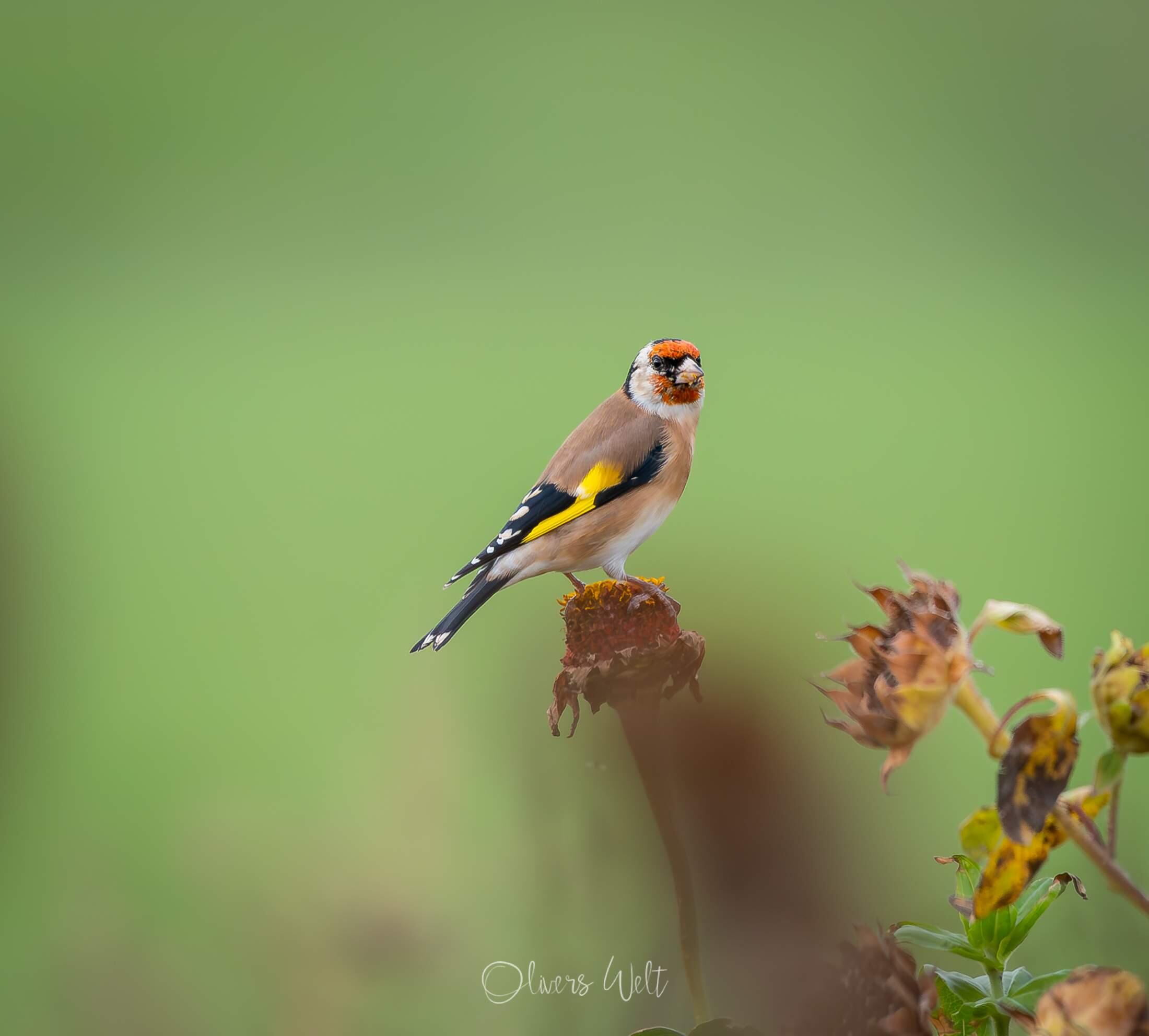 Bild ohne Beschreibung