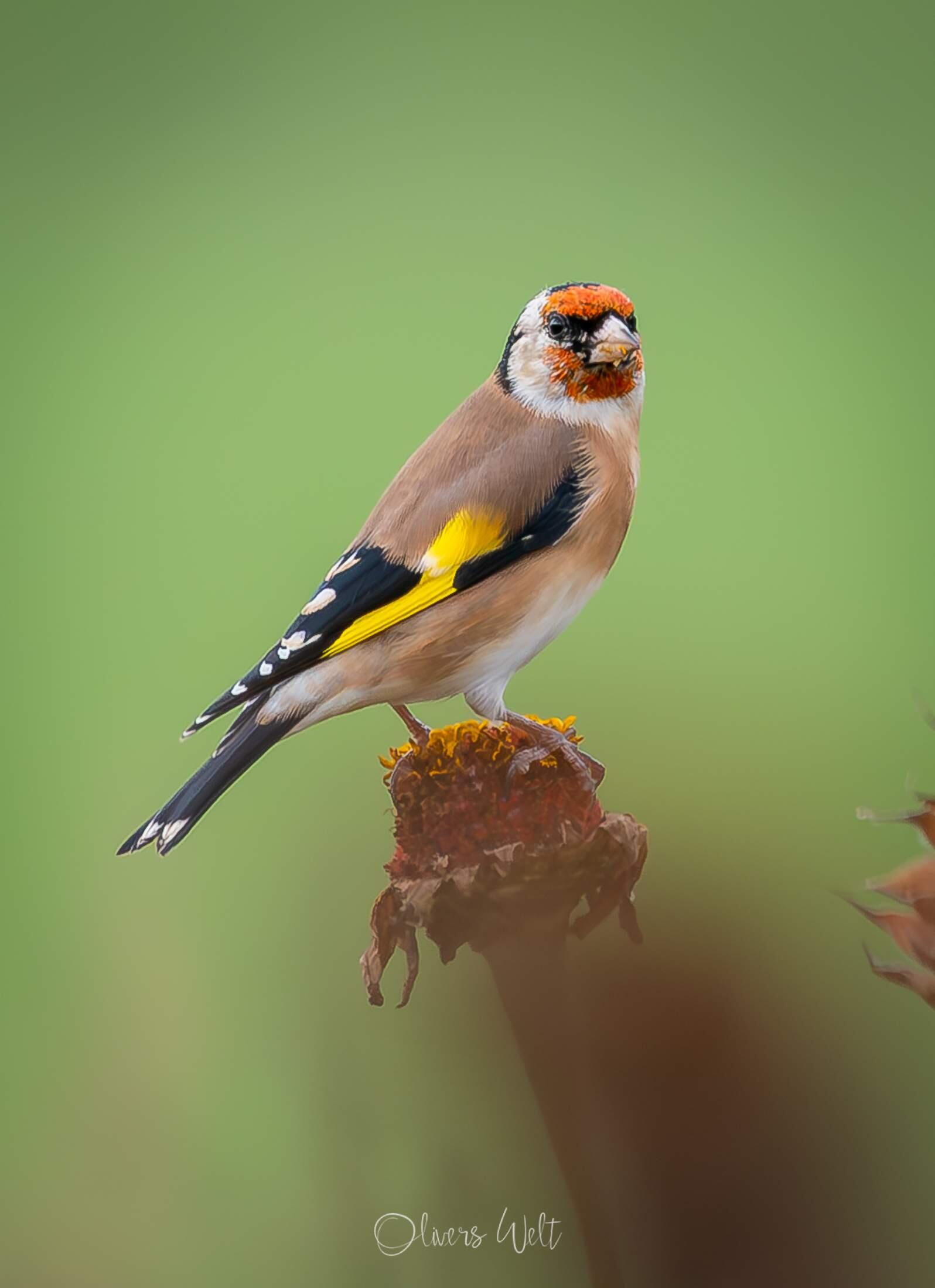 Bild ohne Beschreibung