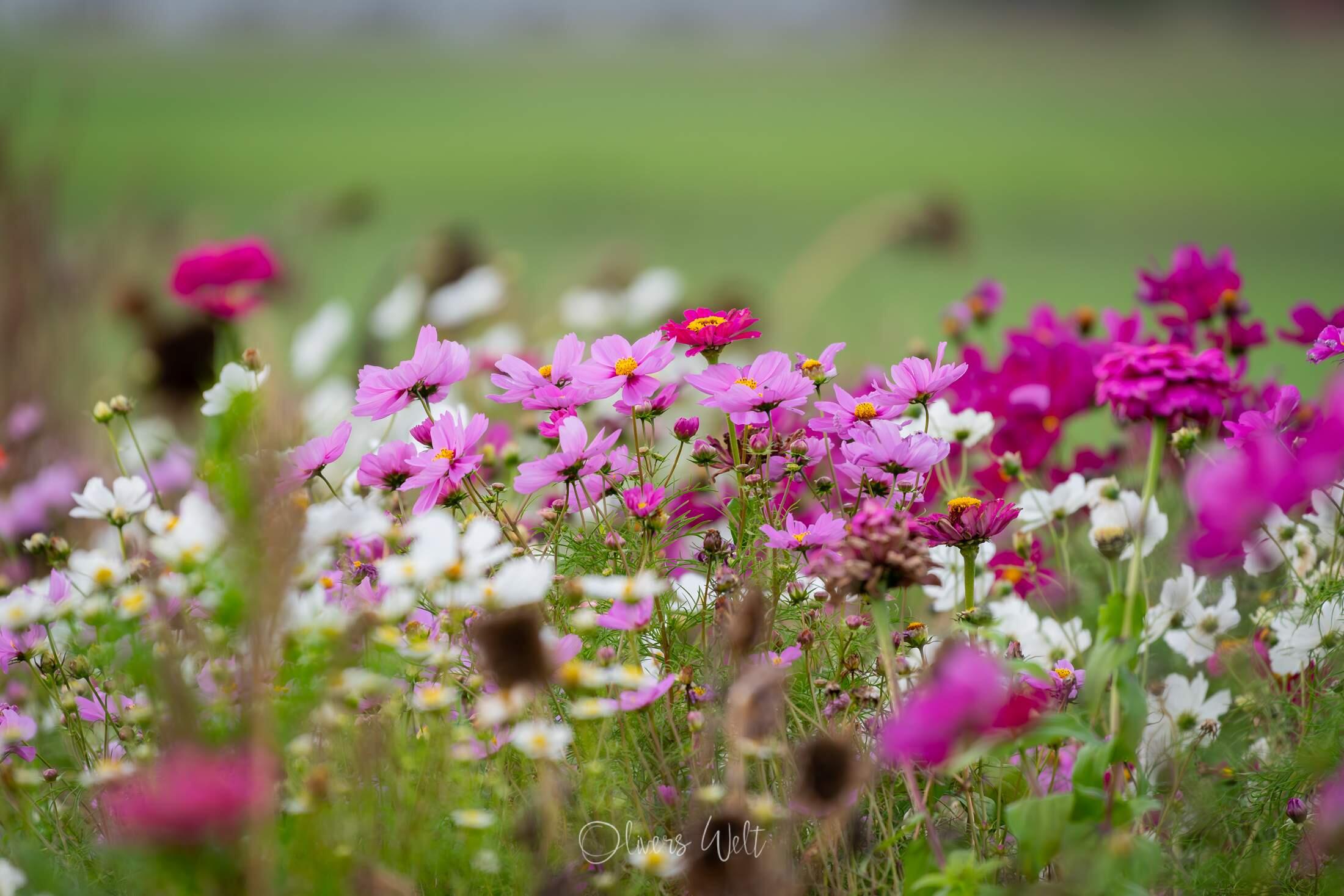 Bild ohne Beschreibung
