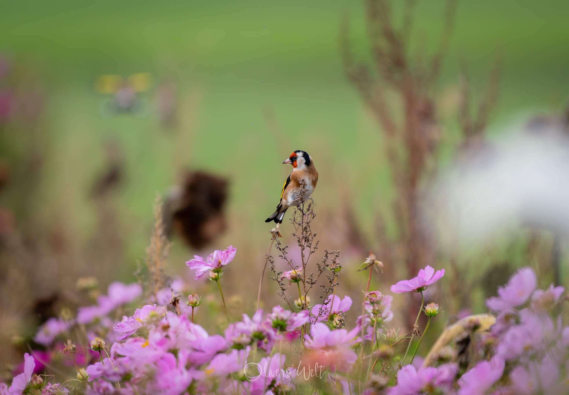 Bild ohne Beschreibung