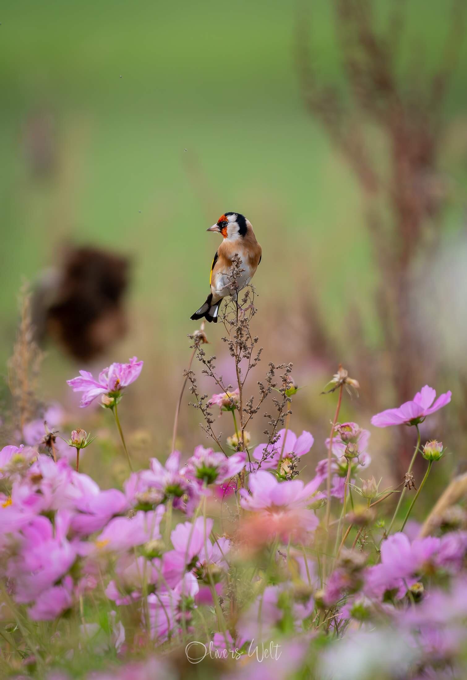 Bild ohne Beschreibung