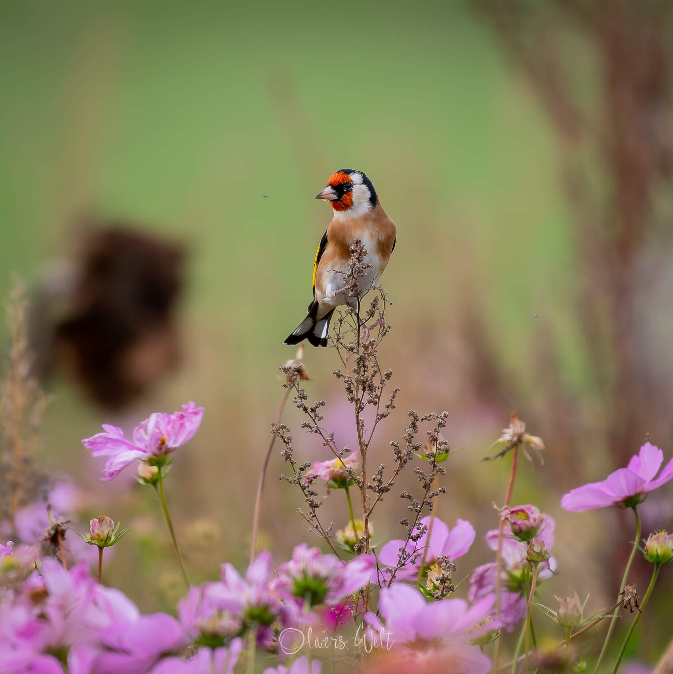 Bild ohne Beschreibung