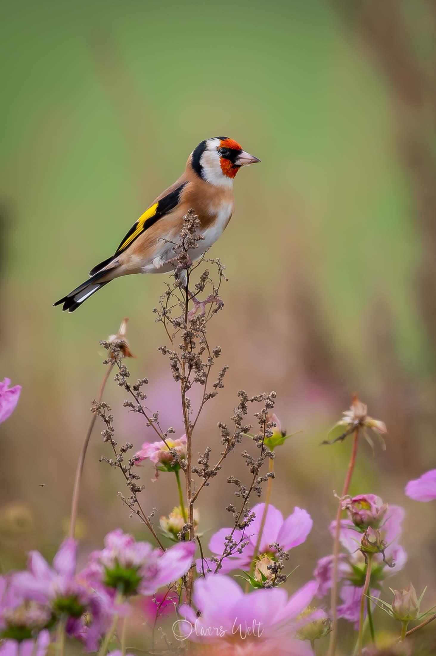 Bild ohne Beschreibung