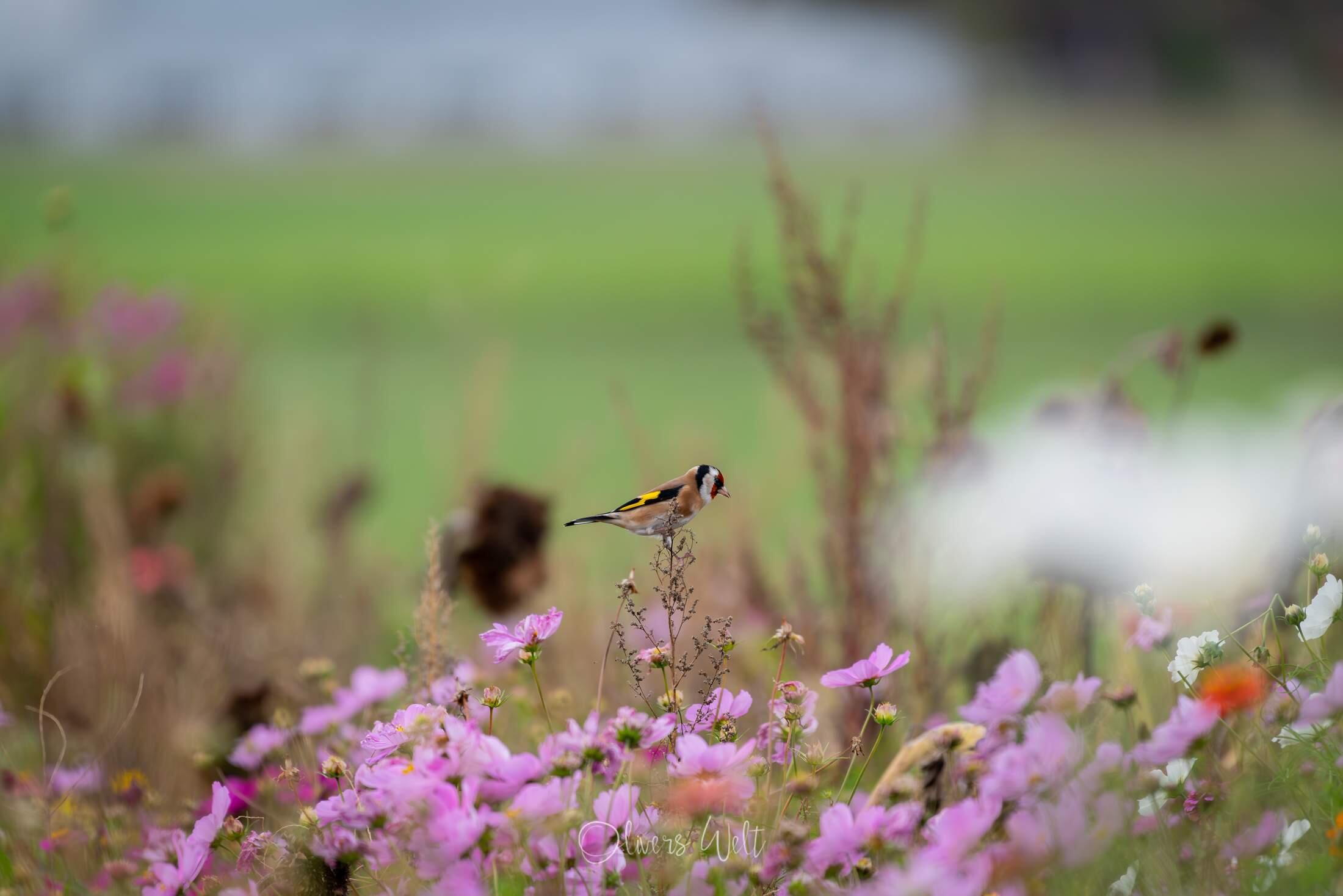 Bild ohne Beschreibung