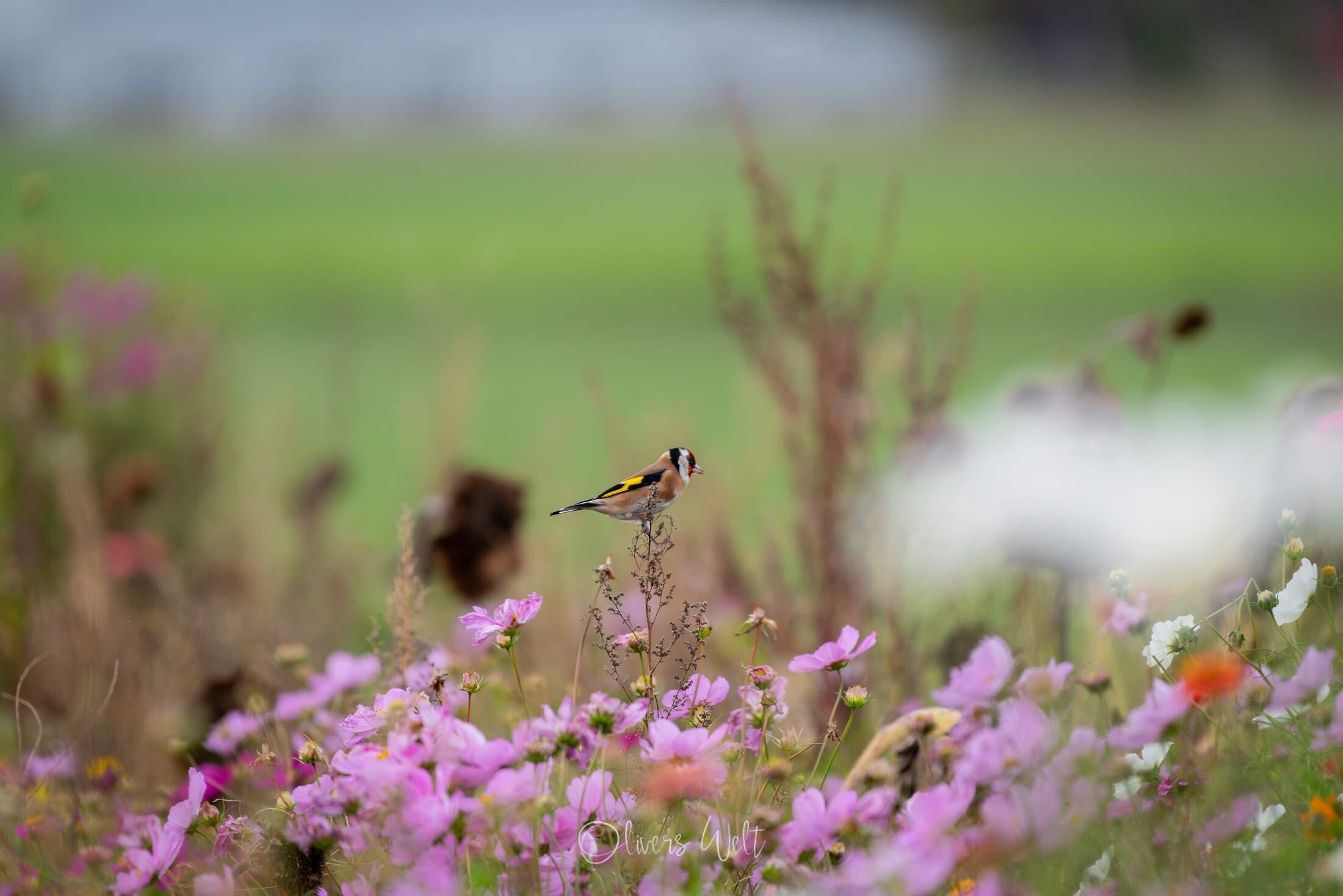 Bild ohne Beschreibung