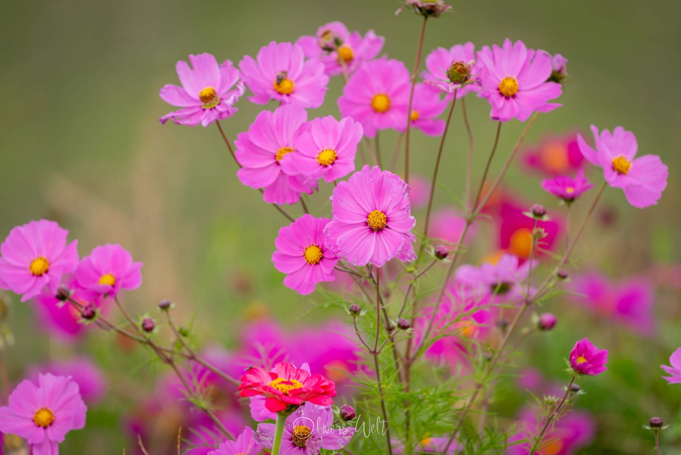 Bild ohne Beschreibung