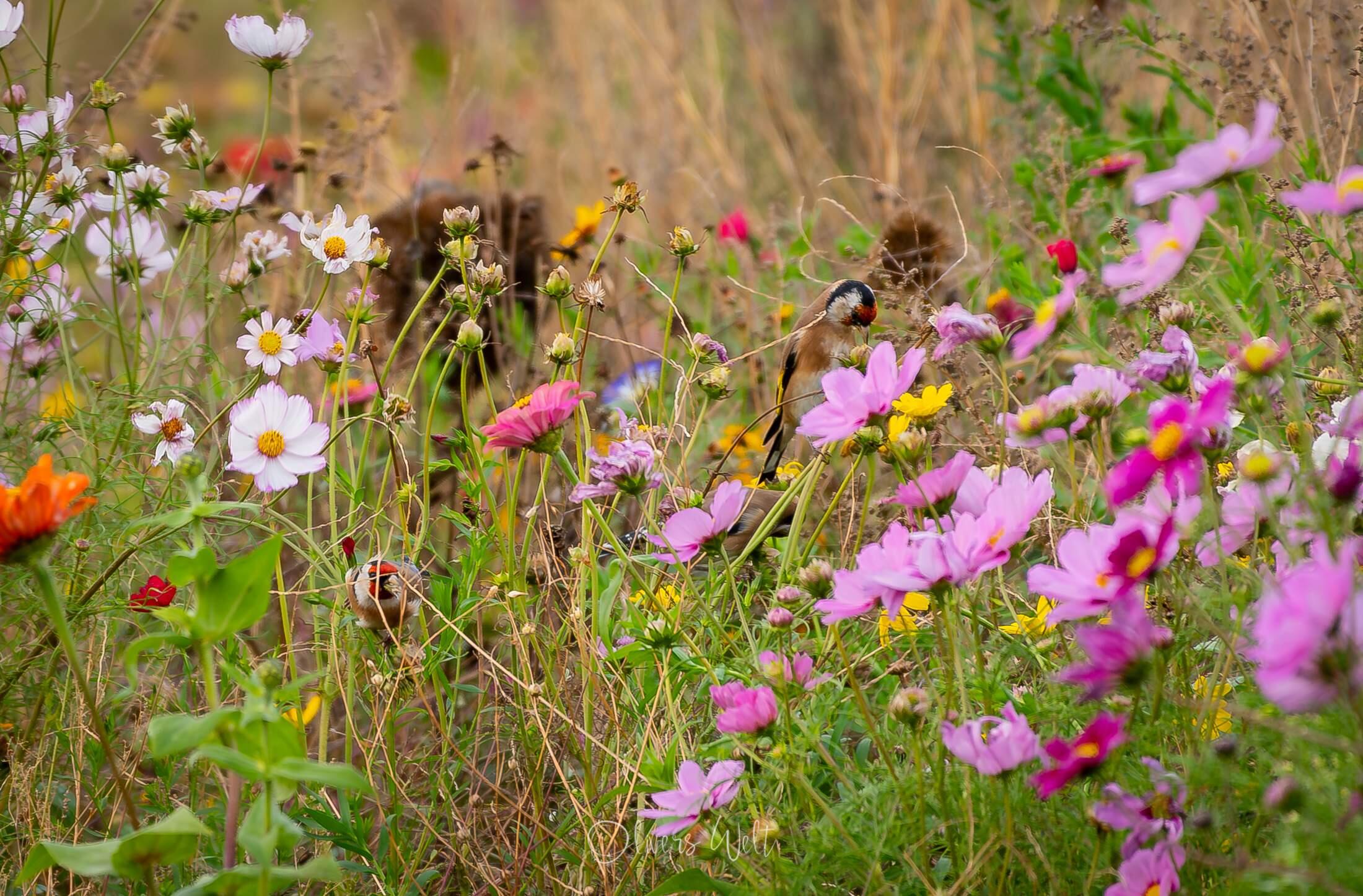 Bild ohne Beschreibung
