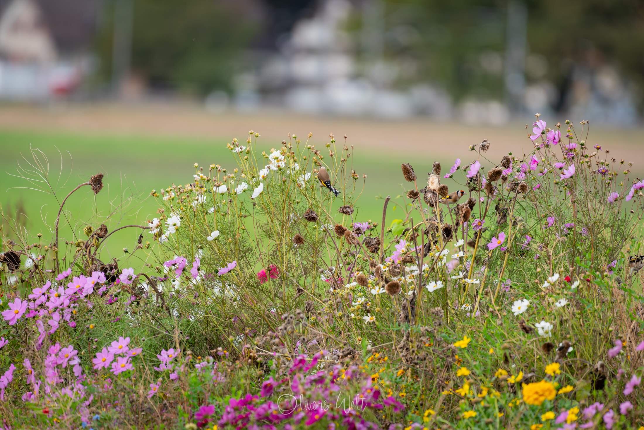 Bild ohne Beschreibung