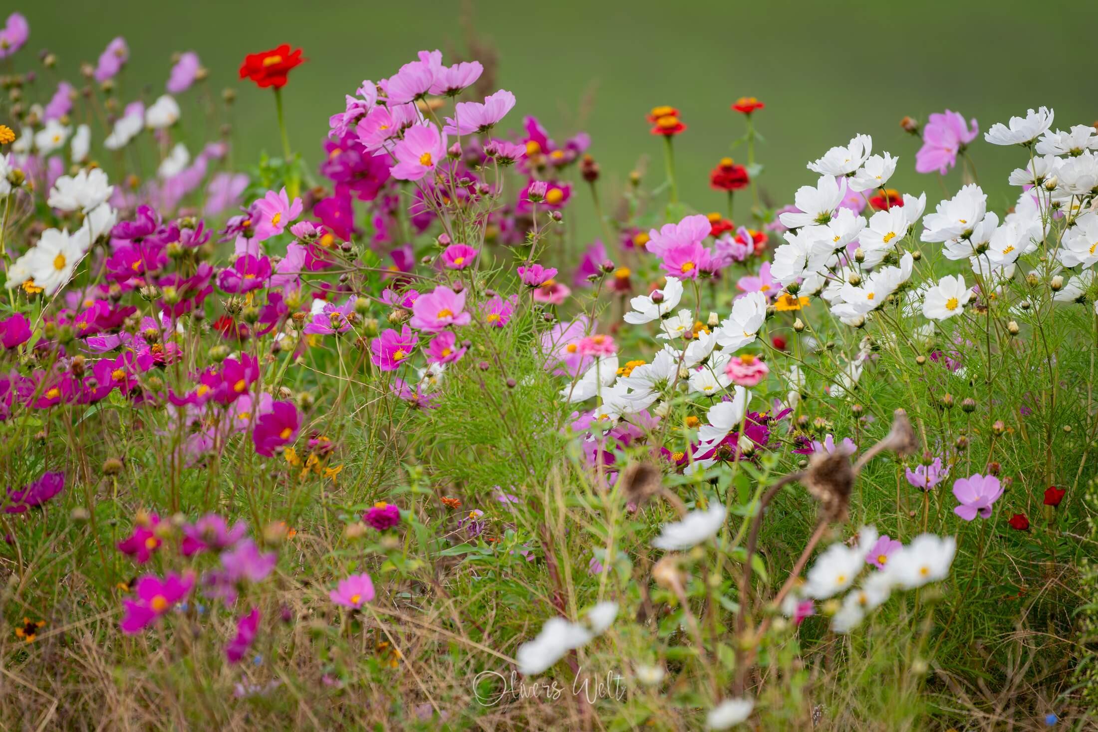 Bild ohne Beschreibung