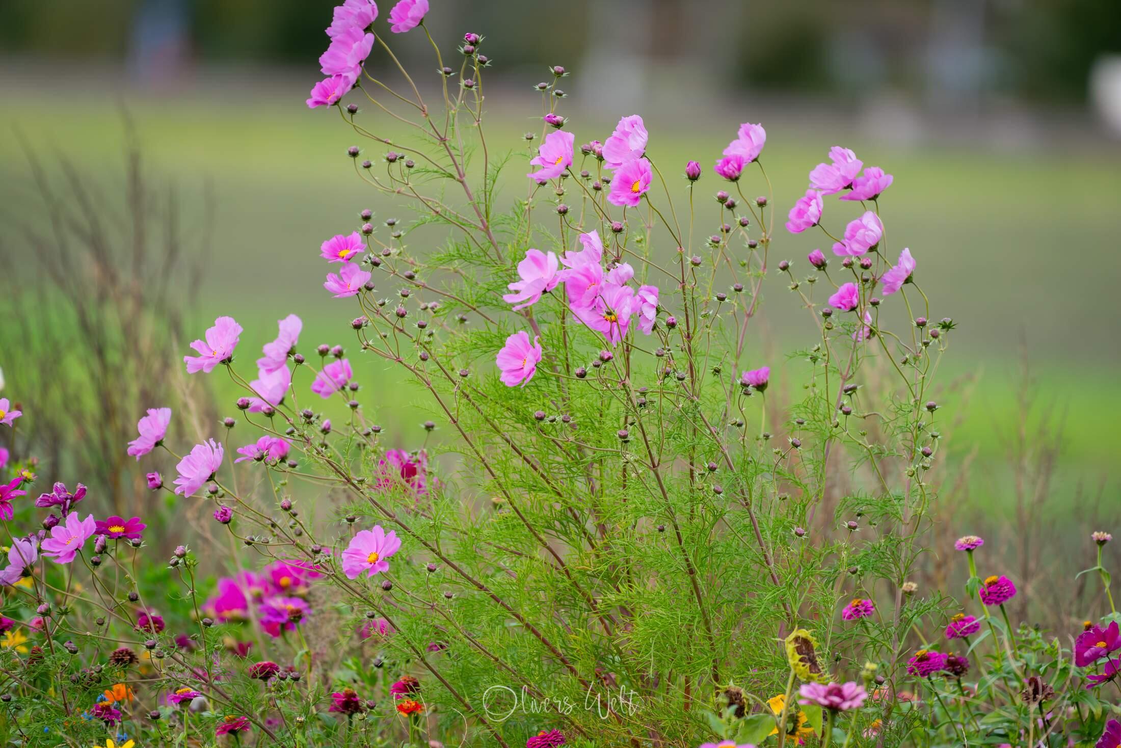 Bild ohne Beschreibung