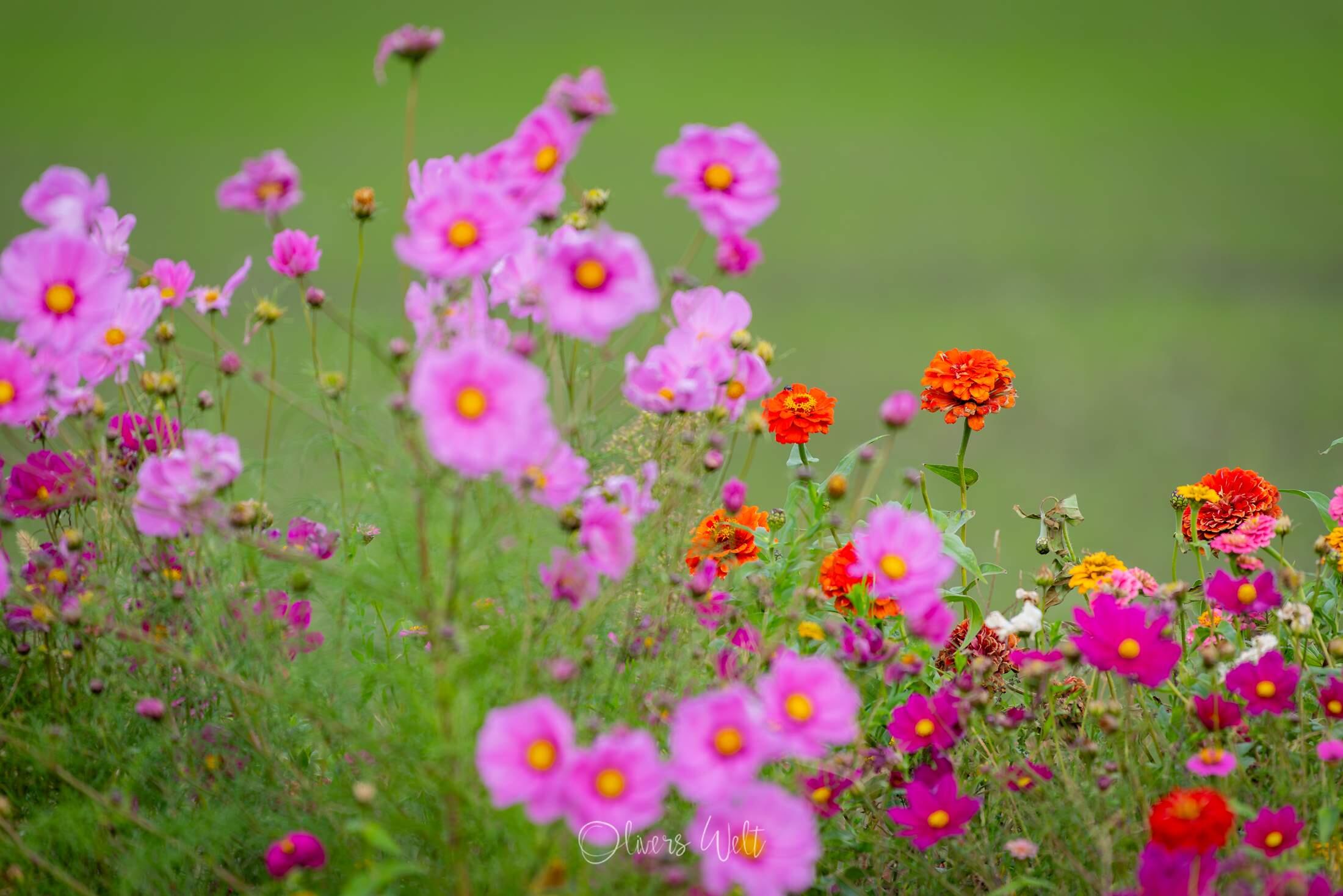 Bild ohne Beschreibung