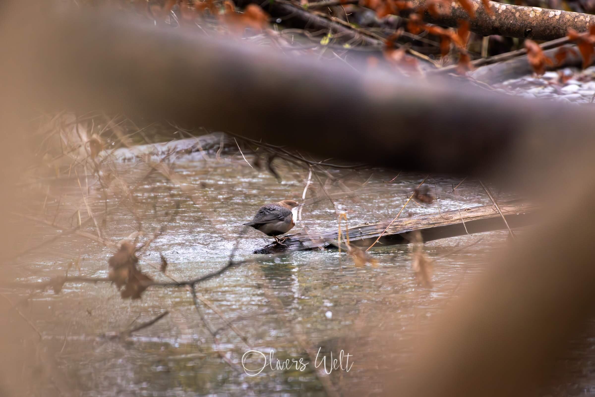 Bild ohne Beschreibung