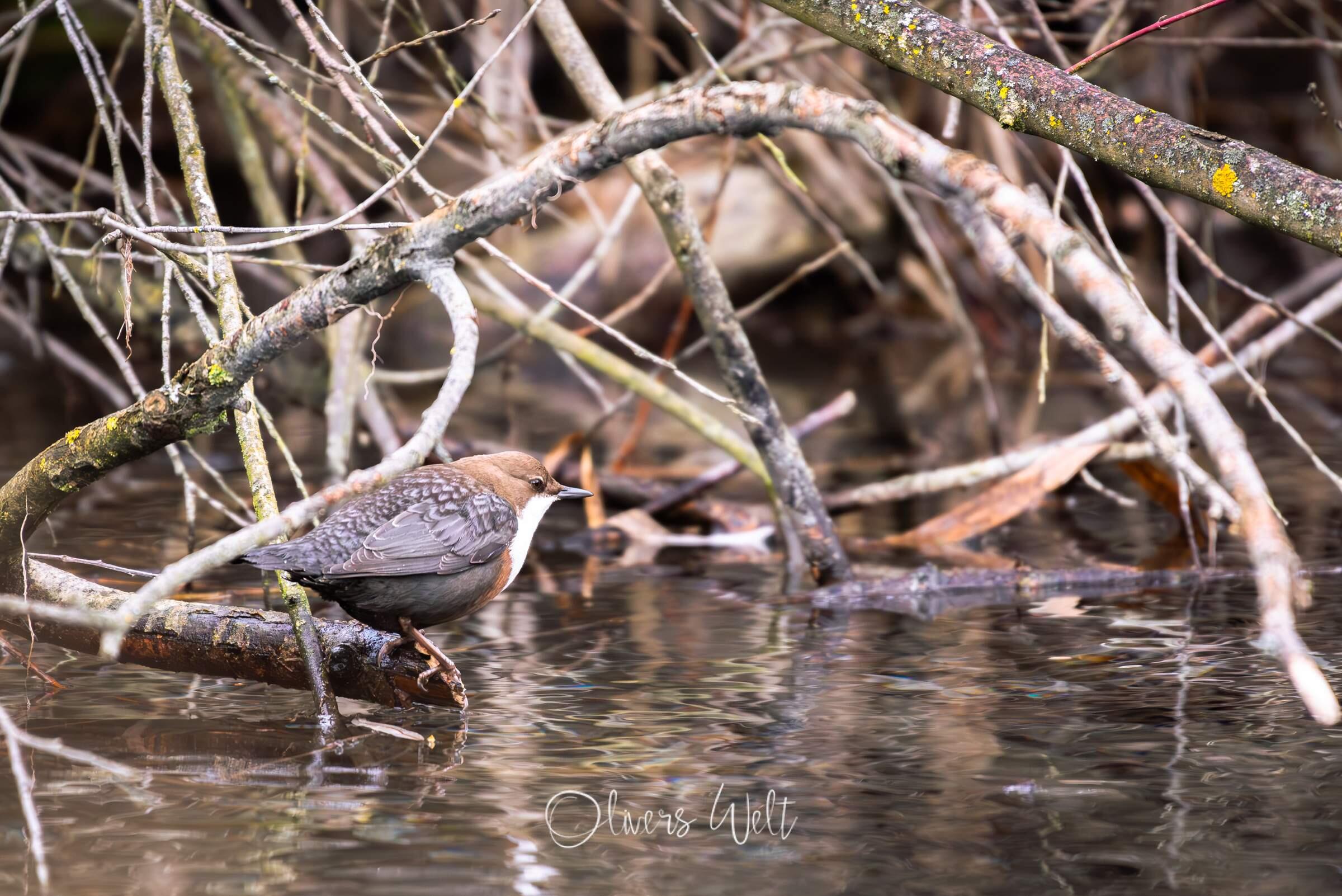 Bild ohne Beschreibung