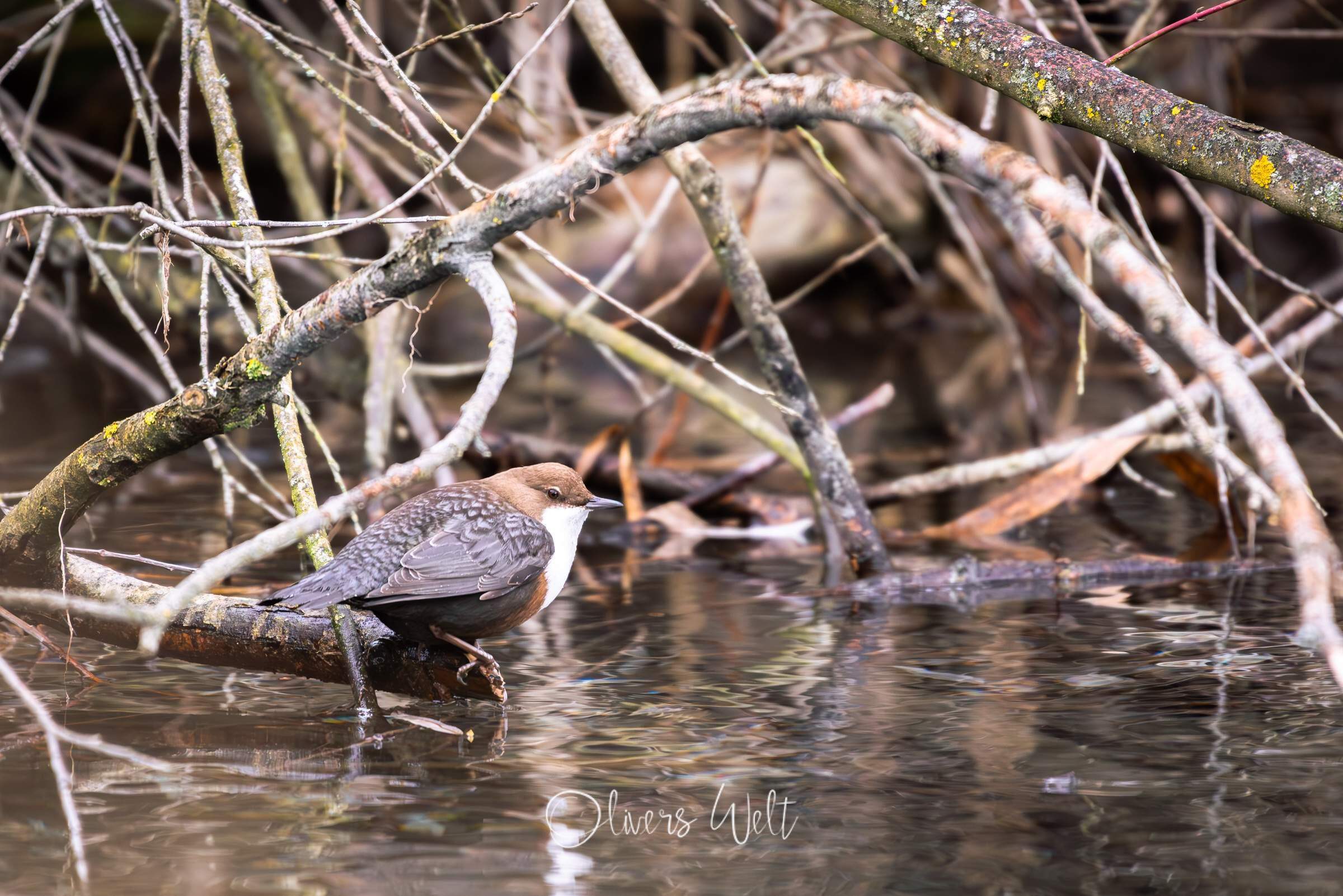 Bild ohne Beschreibung