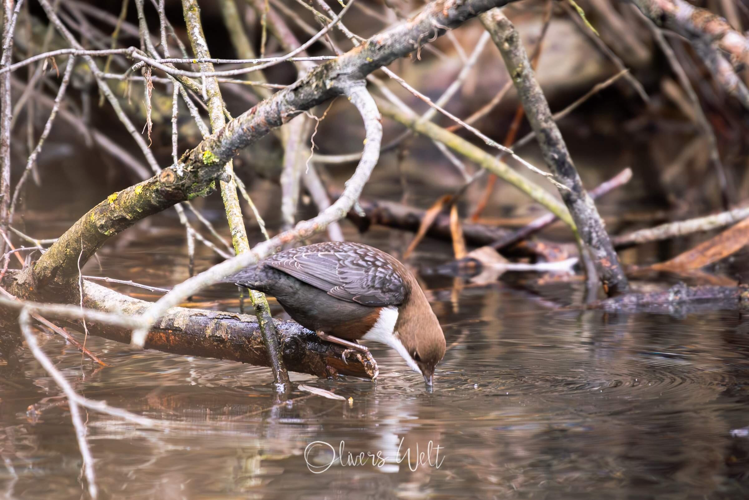 Bild ohne Beschreibung
