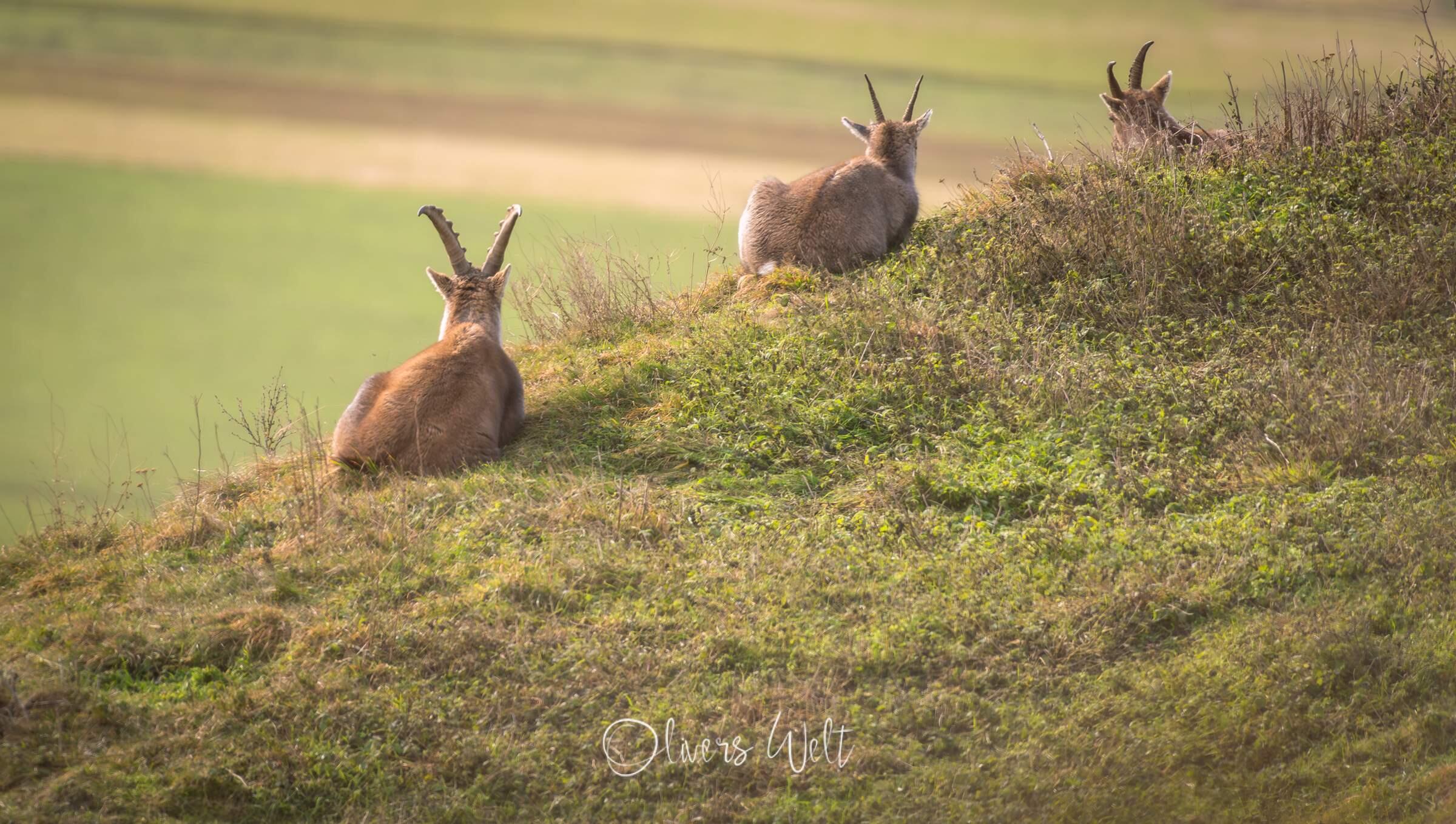 Bild ohne Beschreibung