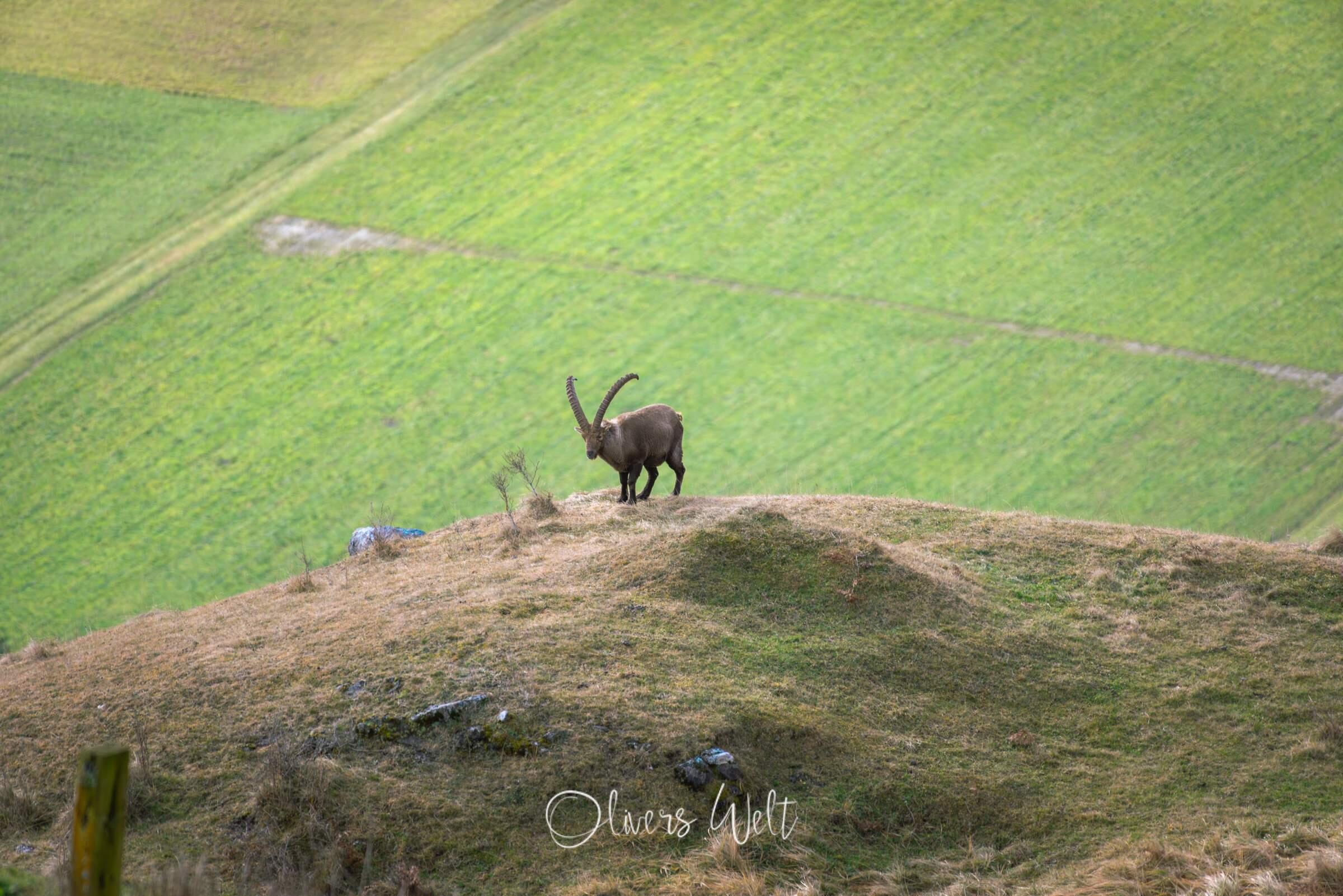 Bild ohne Beschreibung