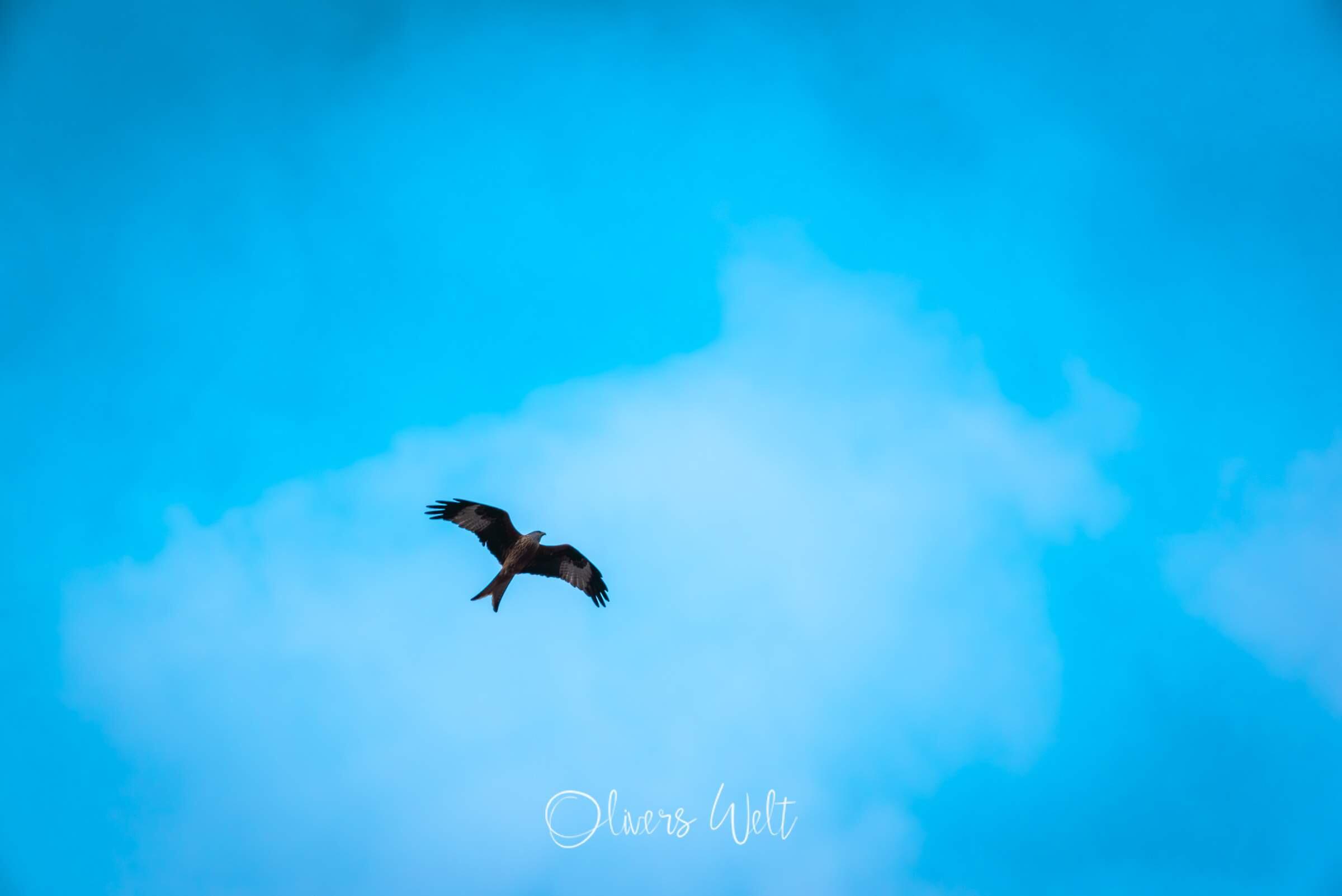 Bild ohne Beschreibung