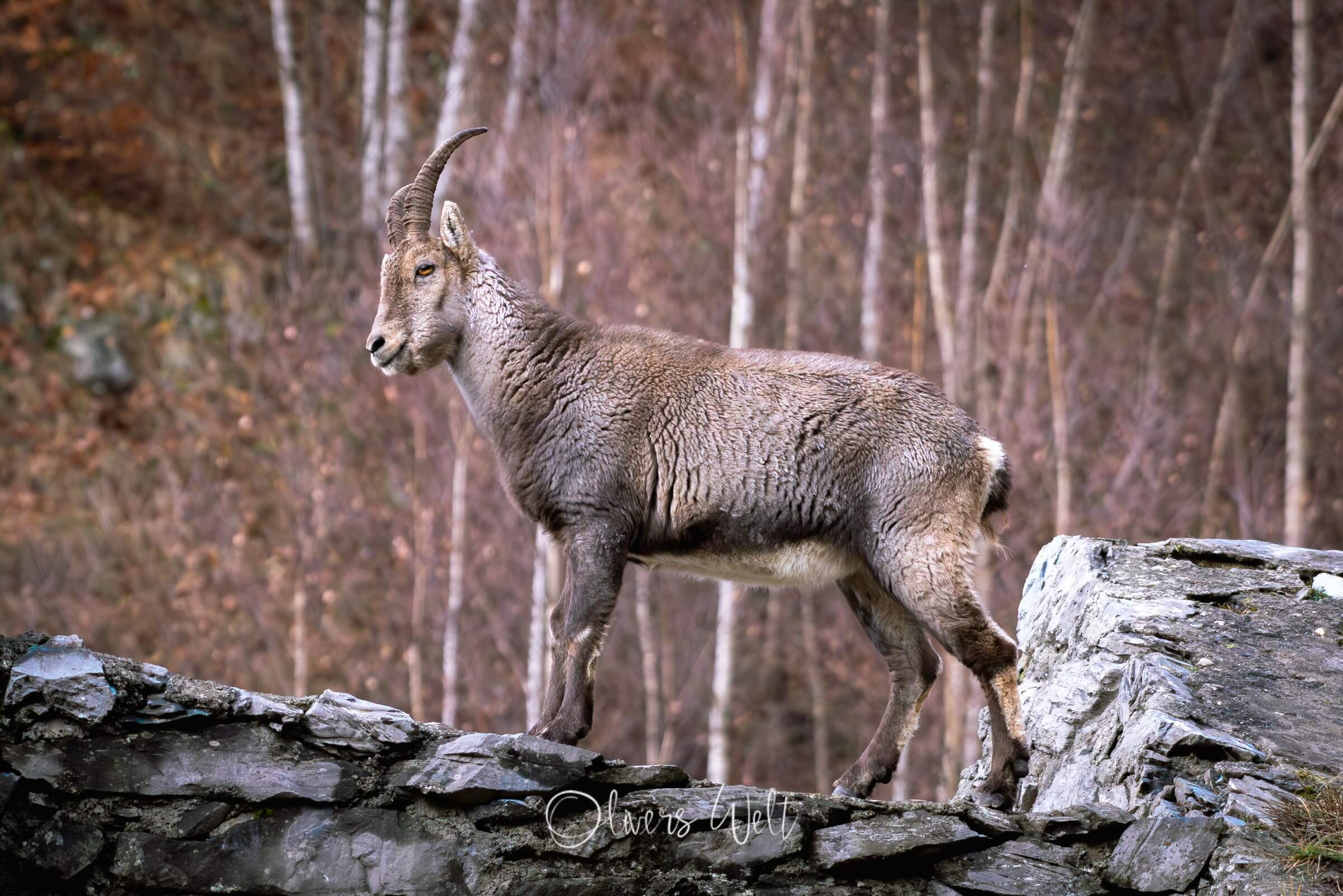 Bild ohne Beschreibung