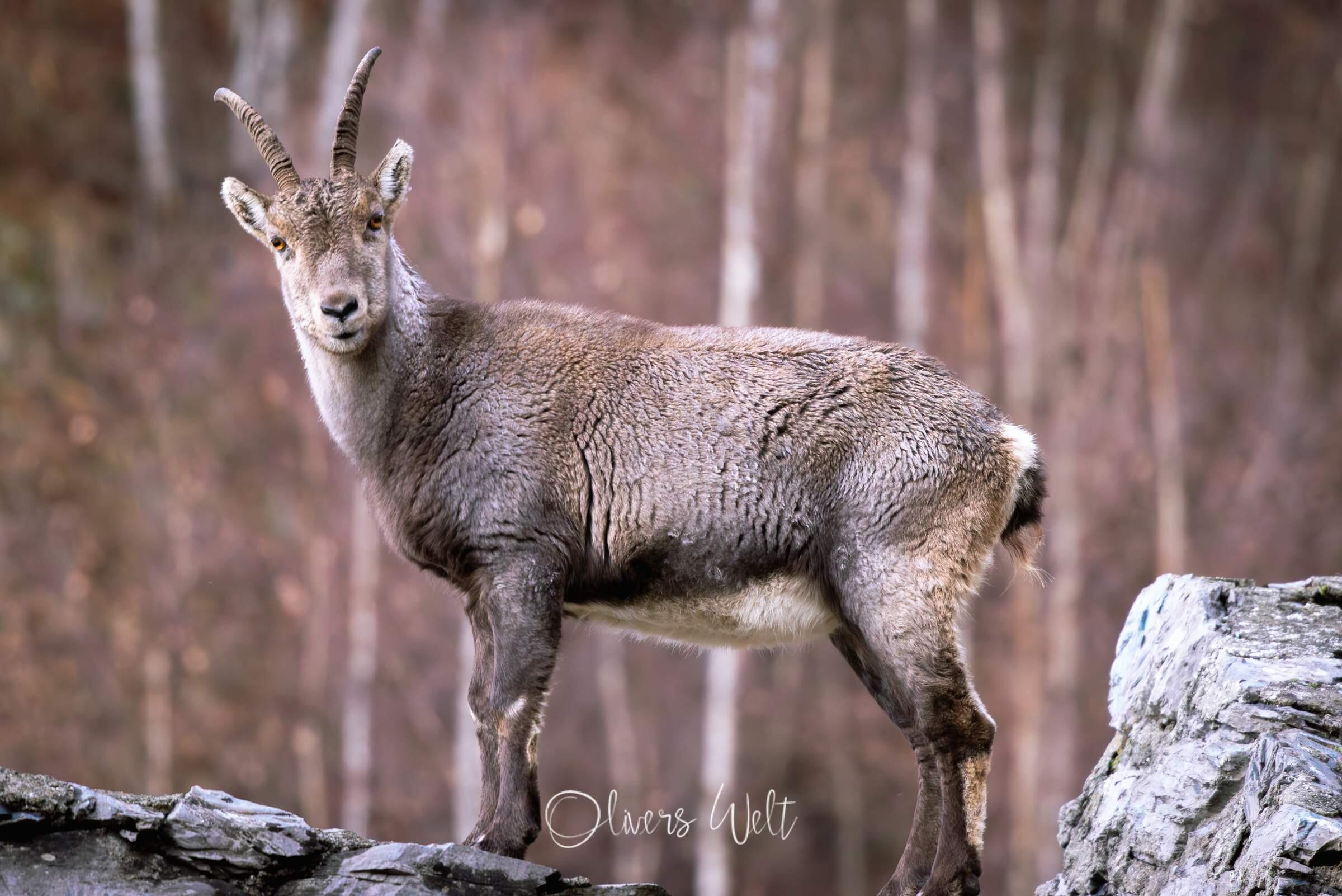 Bild ohne Beschreibung