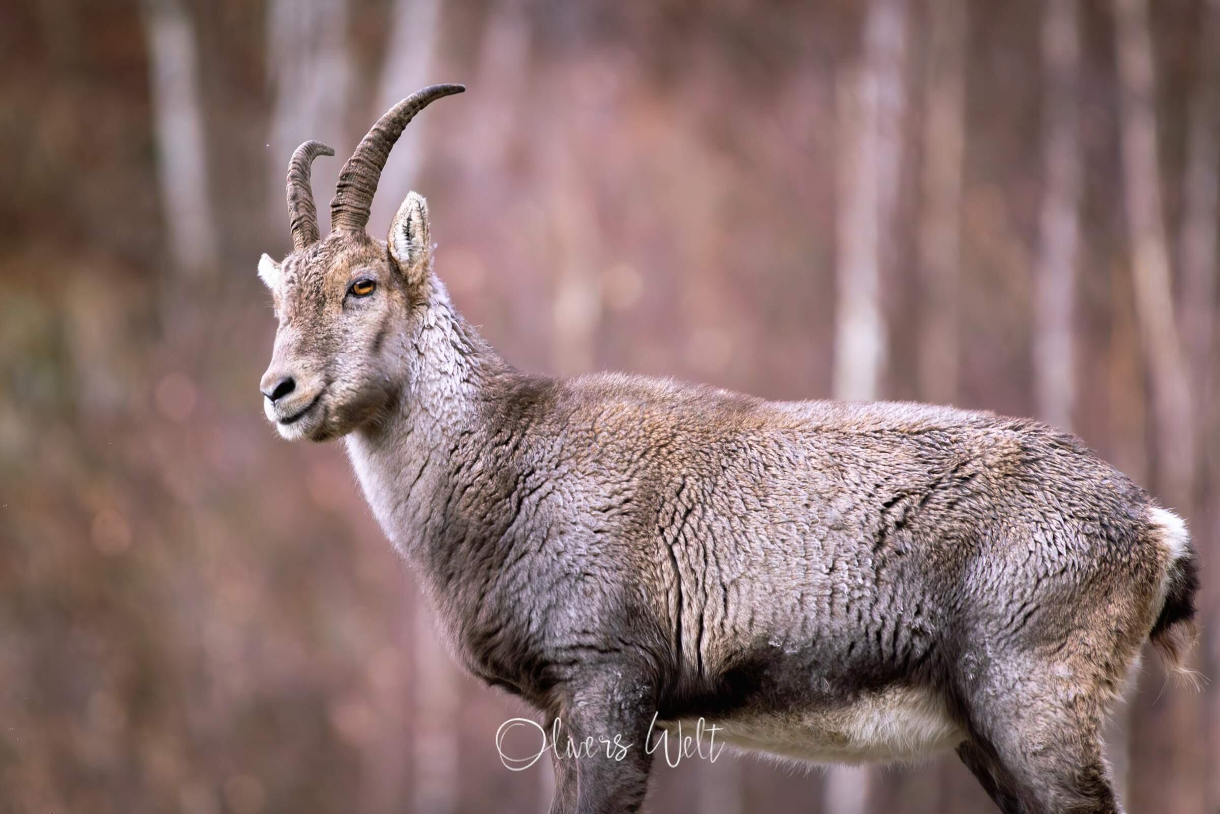 Bild ohne Beschreibung