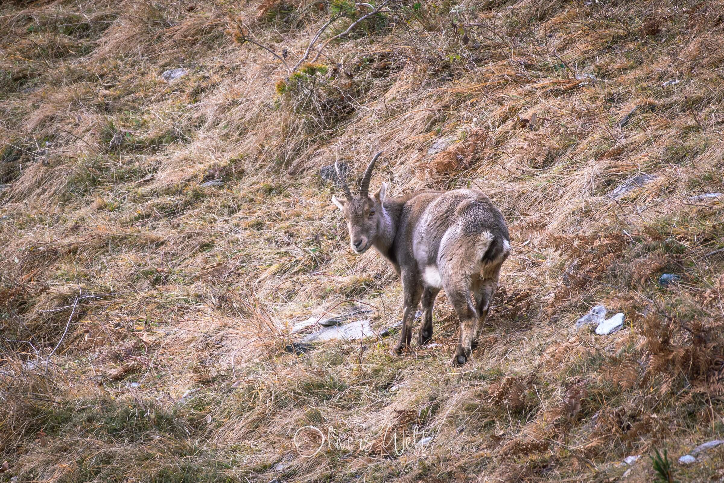 Bild ohne Beschreibung
