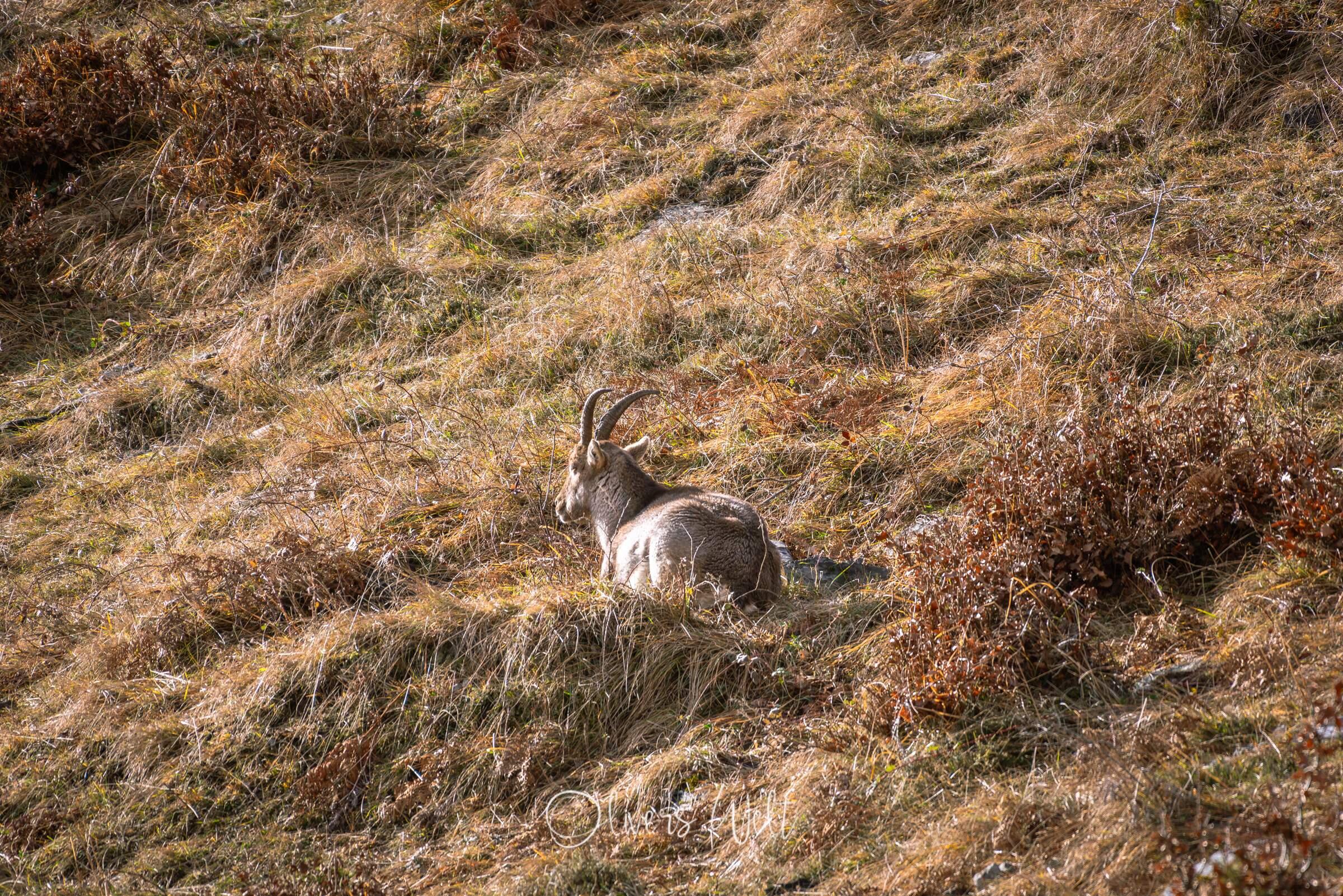 Bild ohne Beschreibung