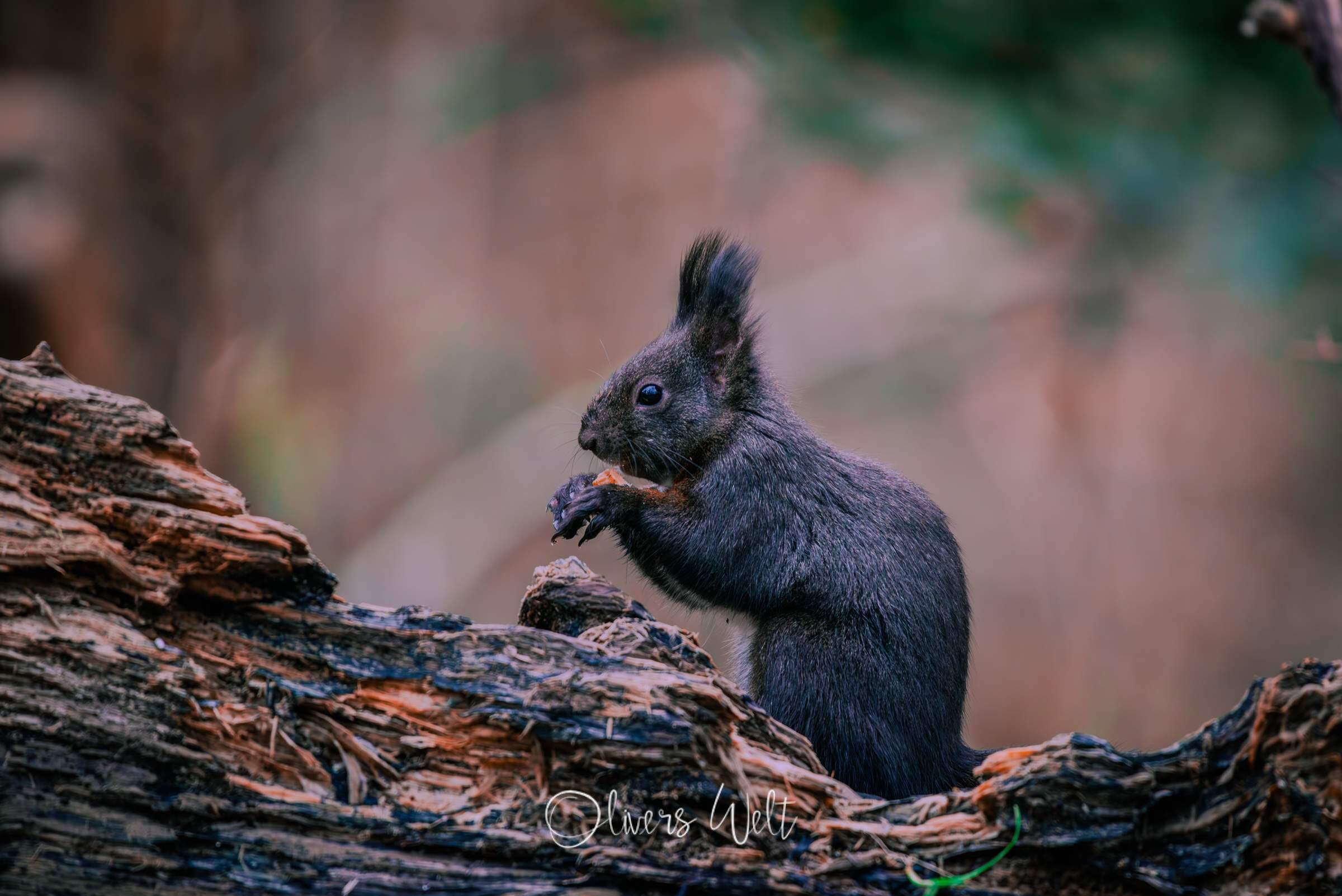 Bild ohne Beschreibung