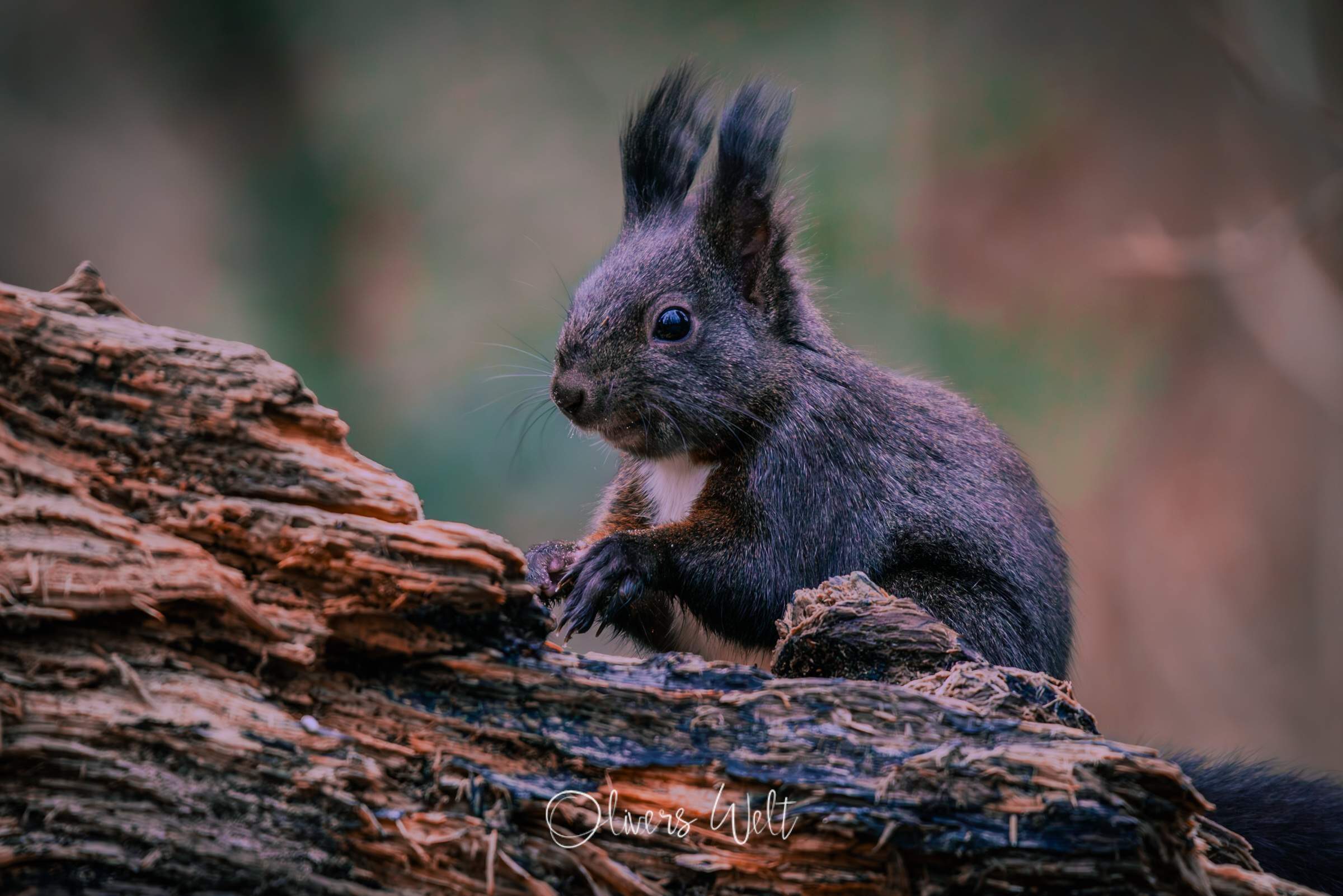 Bild ohne Beschreibung