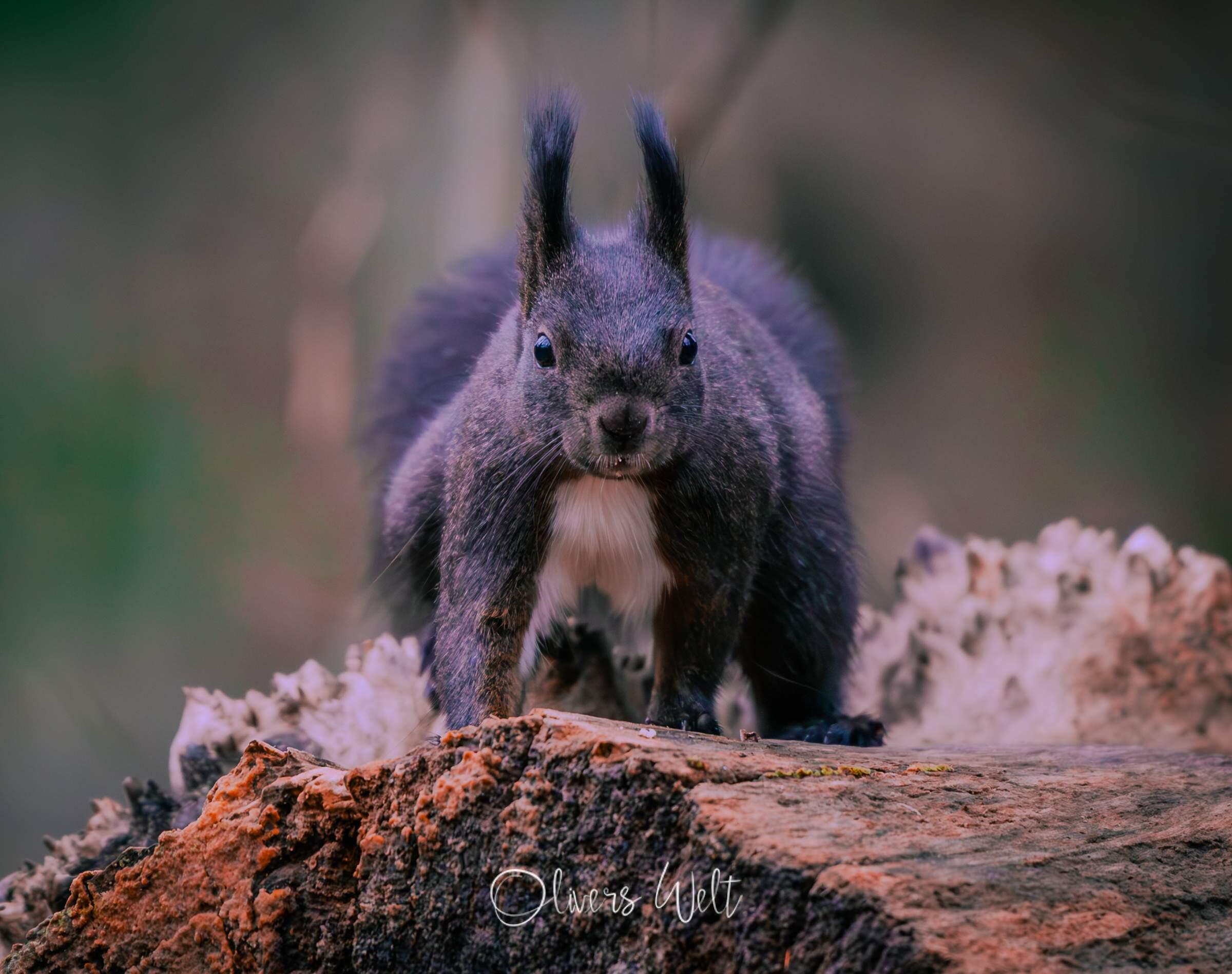 Bild ohne Beschreibung