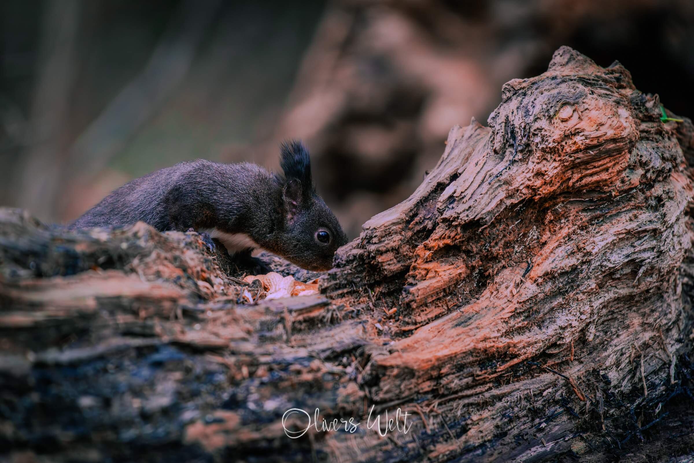 Bild ohne Beschreibung