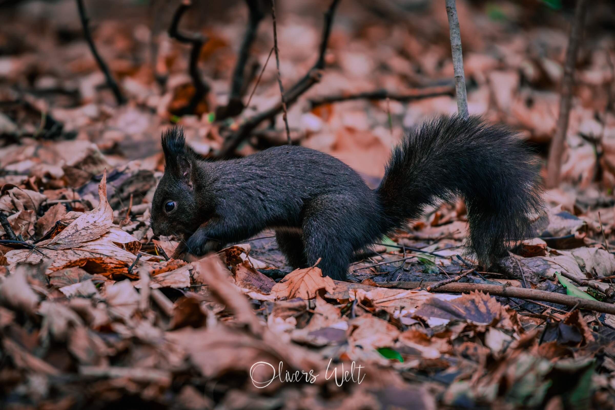 Bild ohne Beschreibung