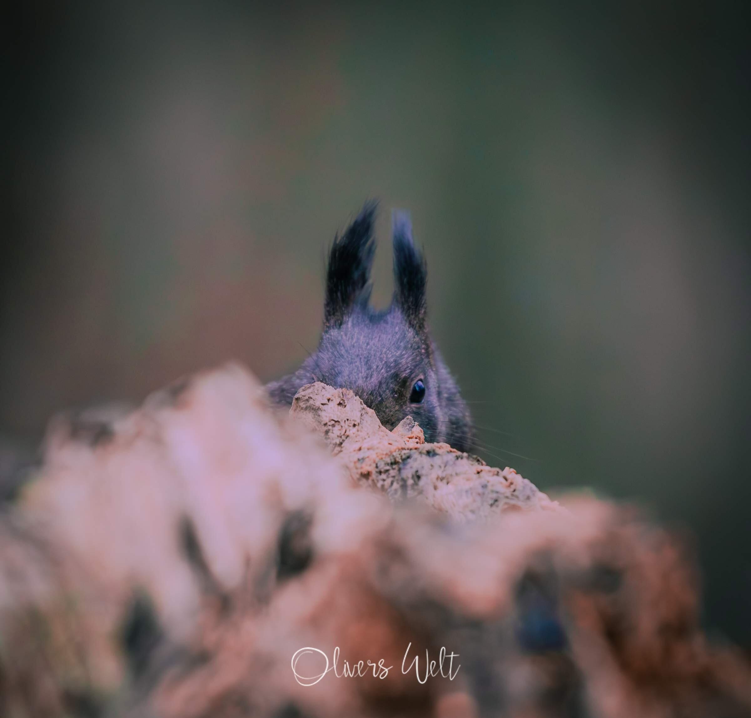 Bild ohne Beschreibung