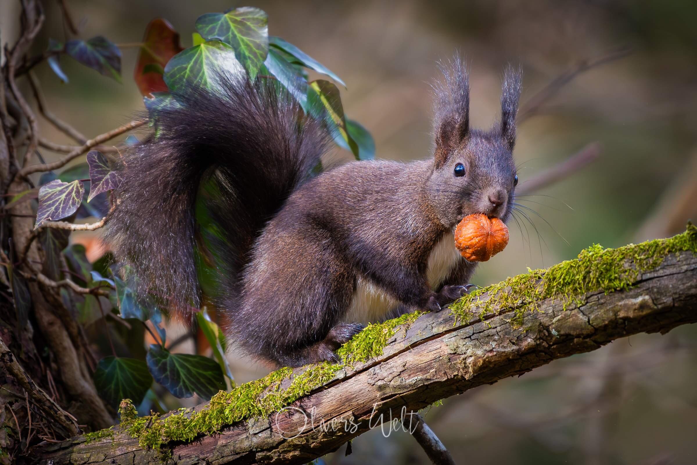 Bild ohne Beschreibung Bild ohne Beschreibung