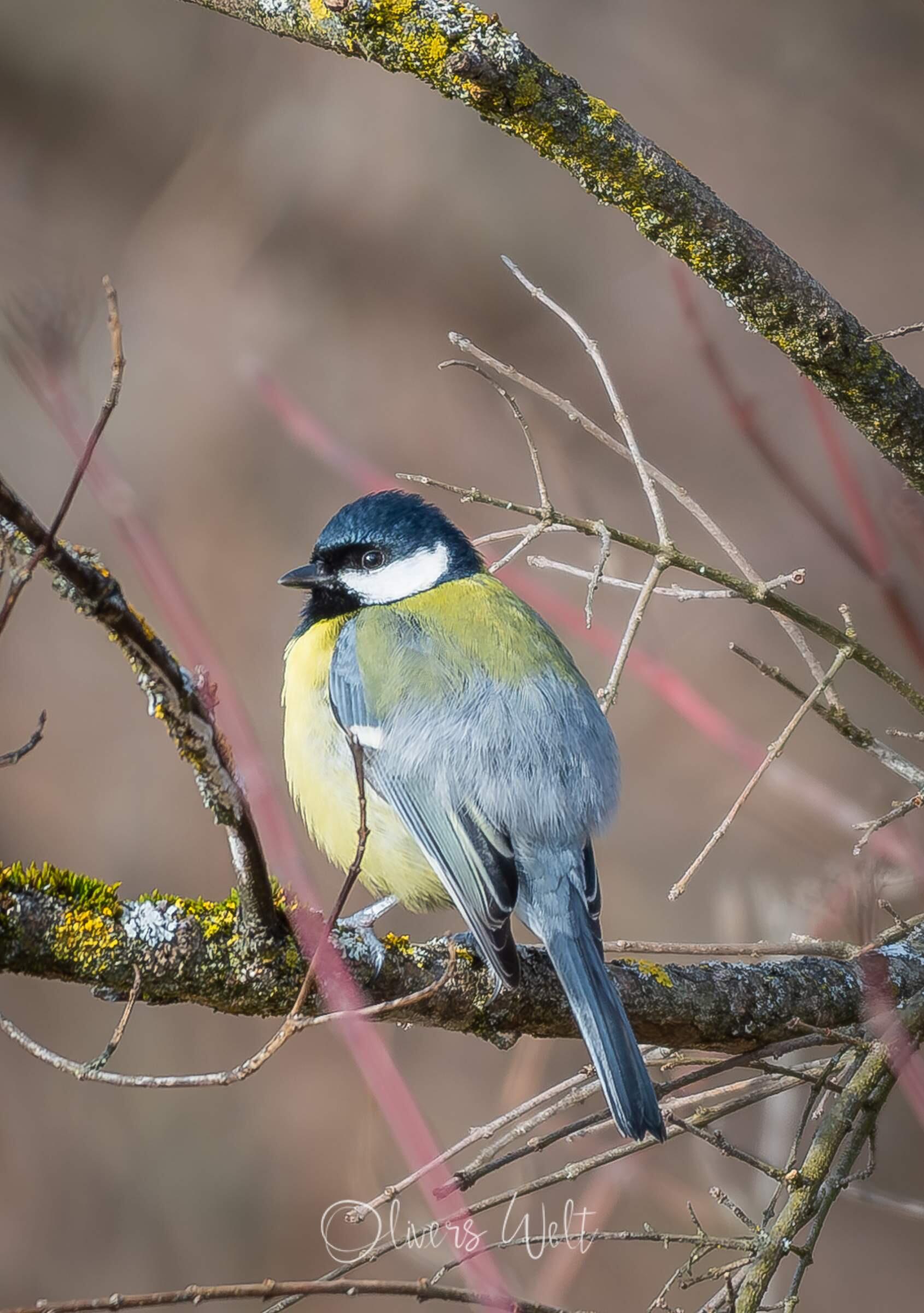 Bild ohne Beschreibung Bild ohne Beschreibung