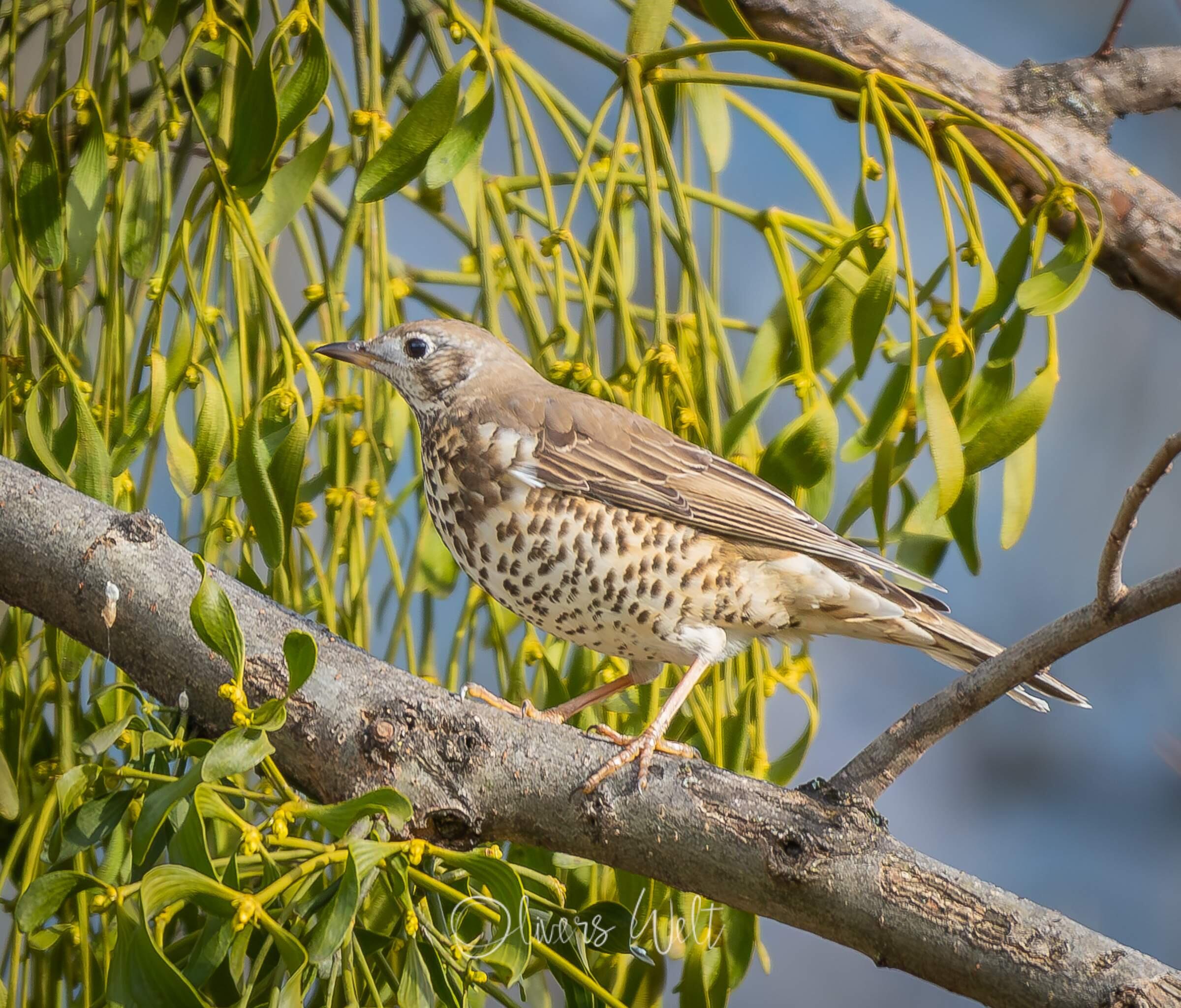 Bild ohne Beschreibung Bild ohne Beschreibung
