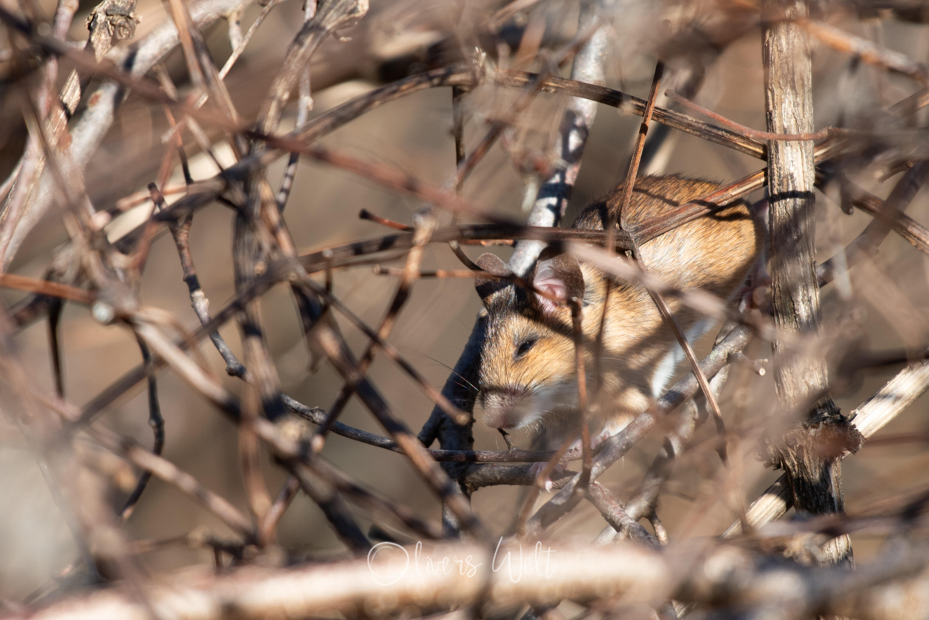 Bild ohne Beschreibung