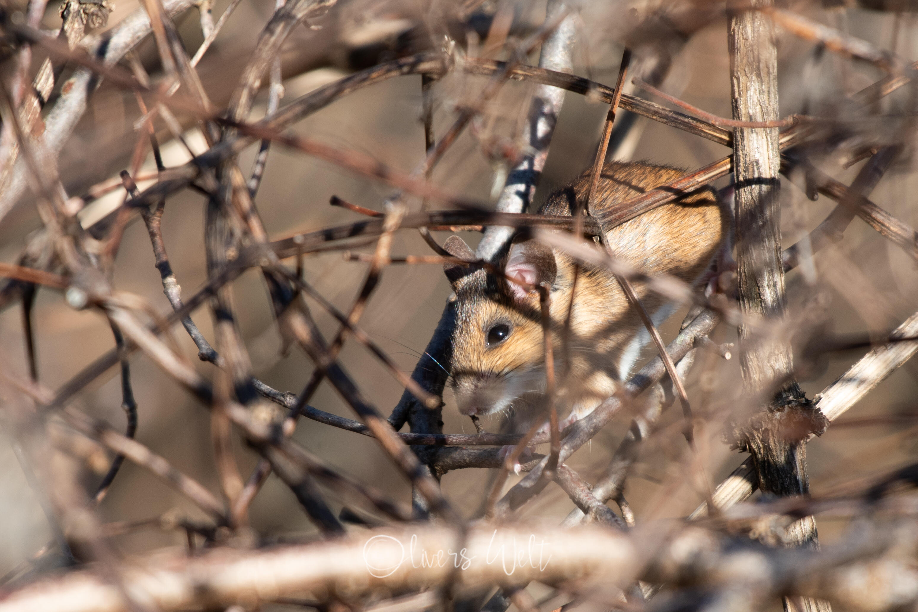 Bild ohne Beschreibung