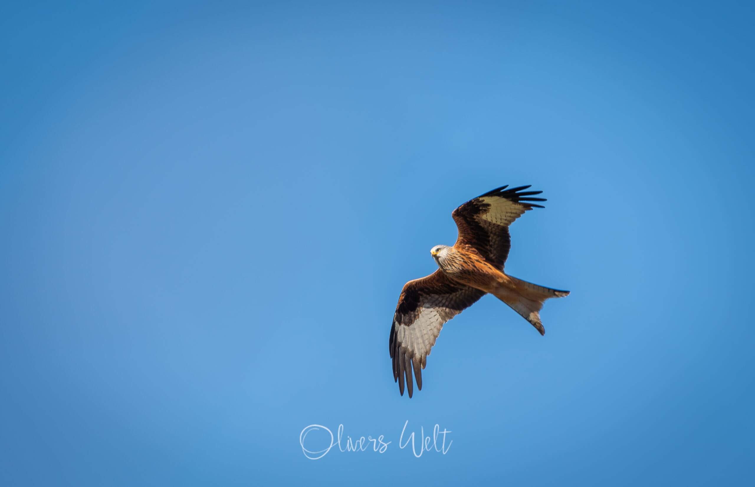 Bild ohne Beschreibung