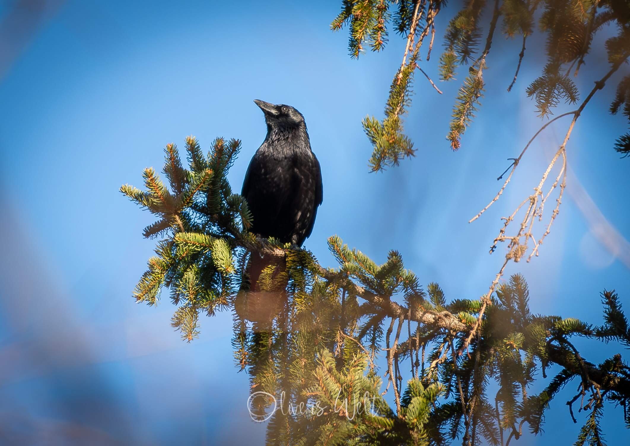 Bild ohne Beschreibung
